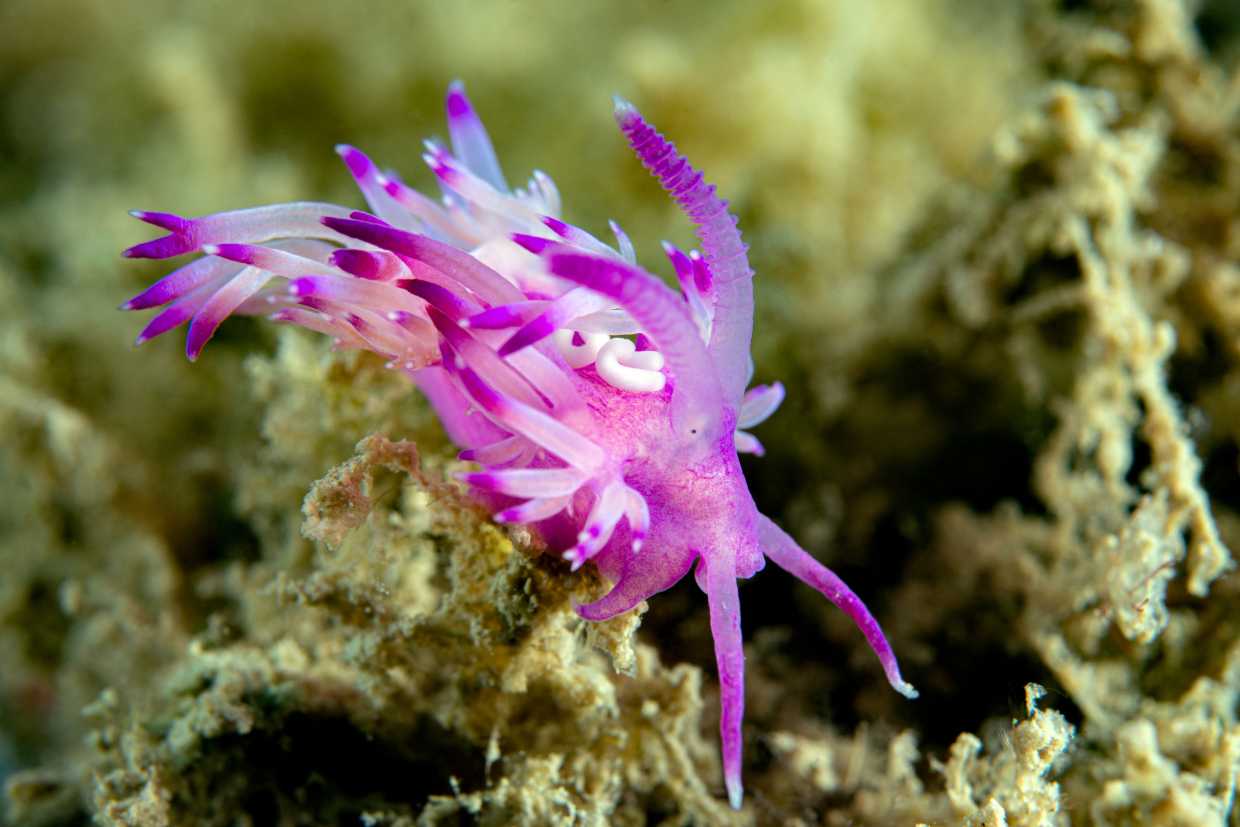 flabellina