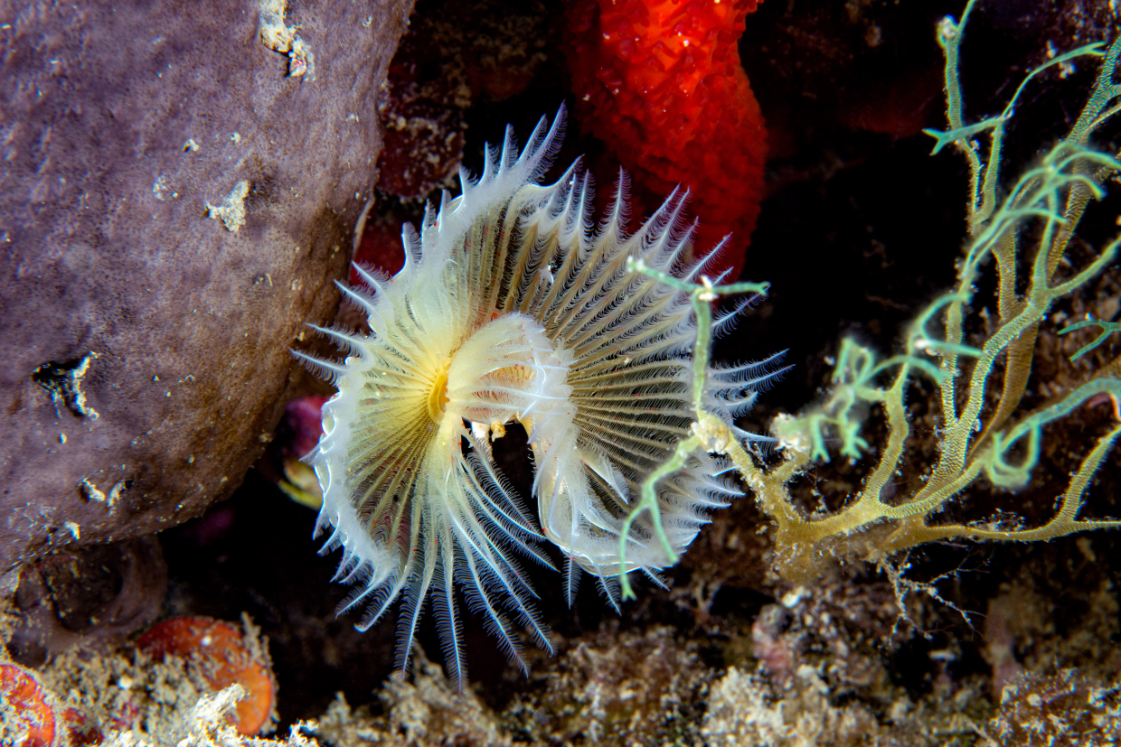 Protula