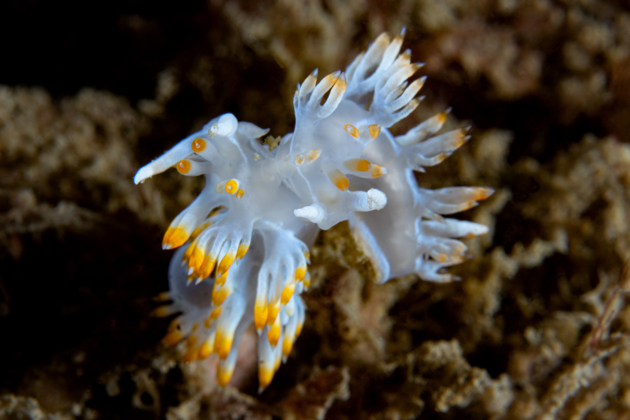 Flabelline