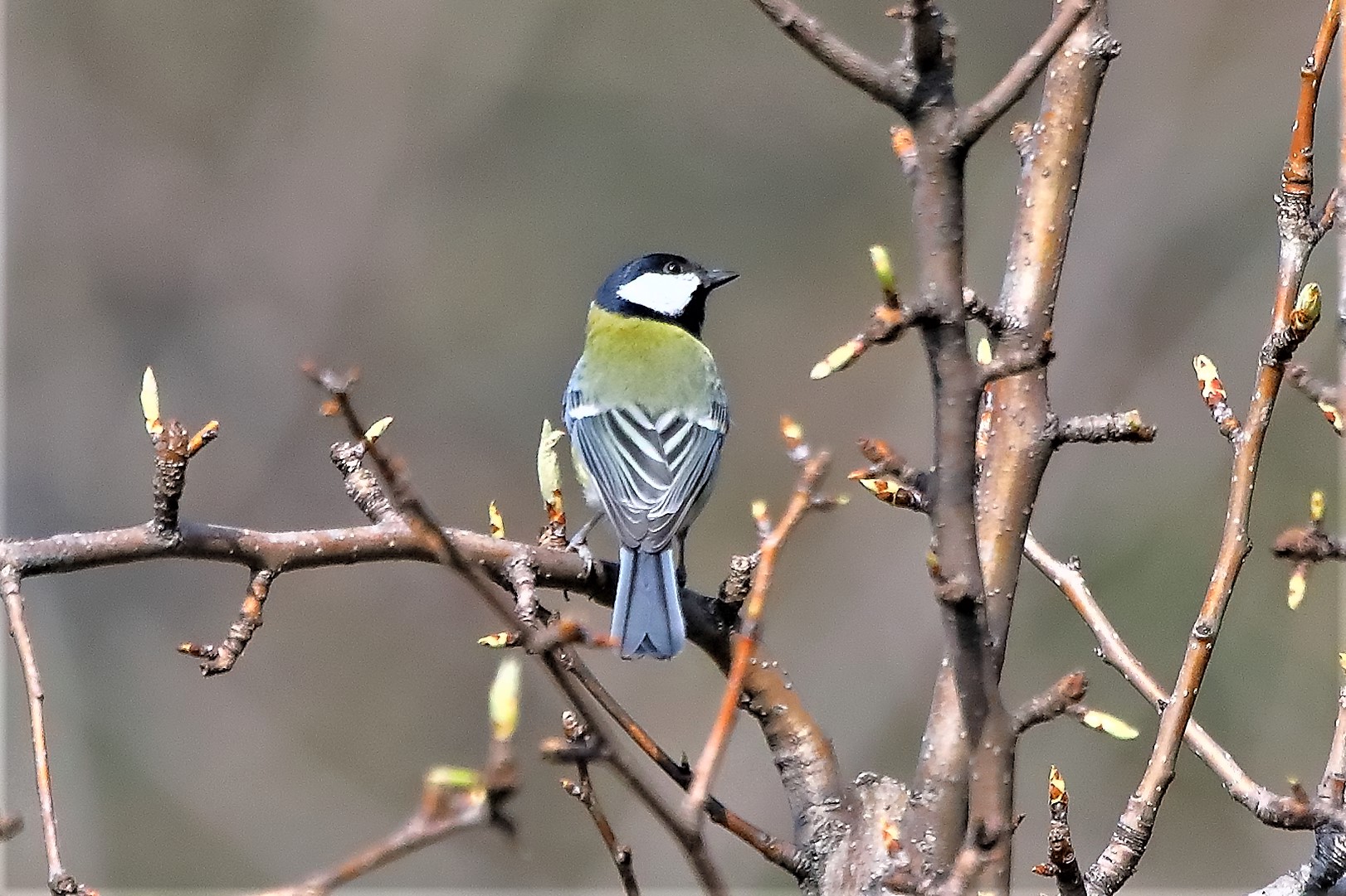 Cinciarella 22-03-2023