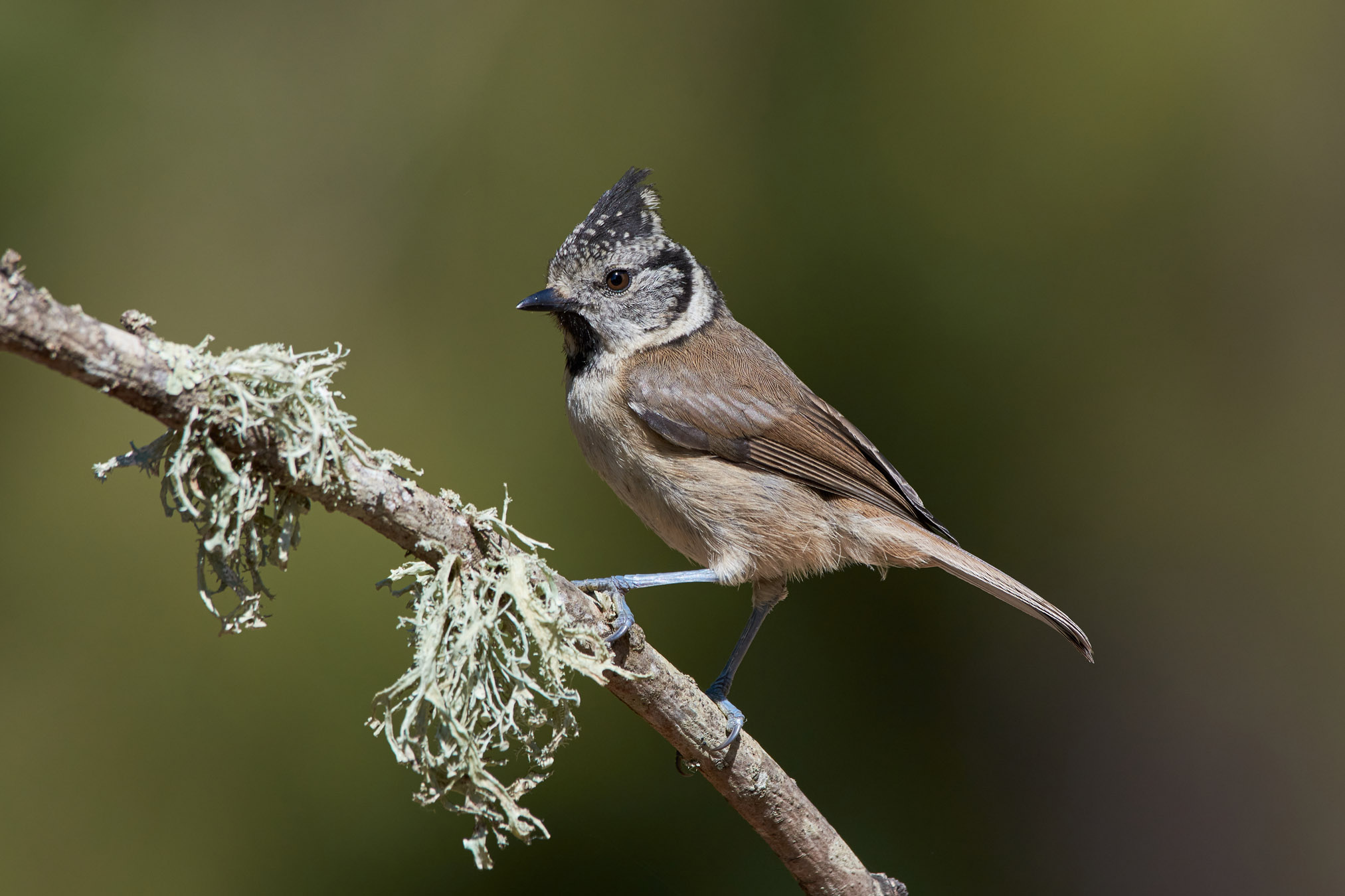 Cincia crestata