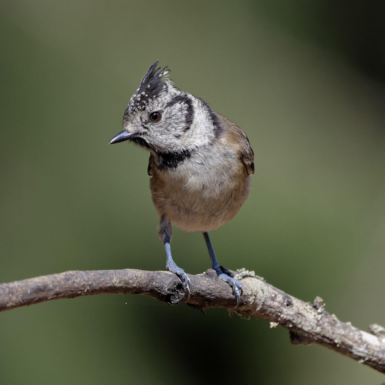 Cincia crestata