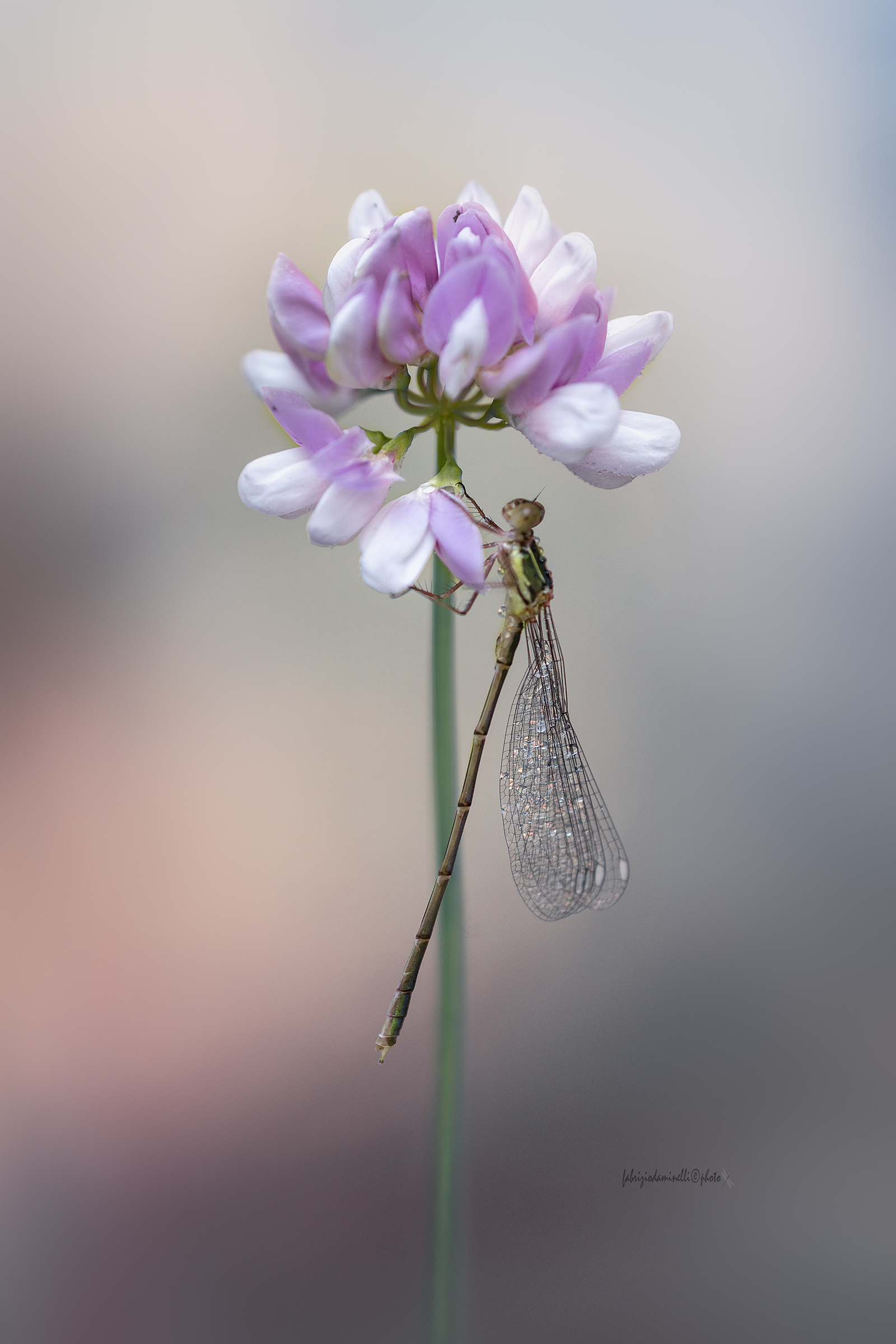 Chalcolestes viridis