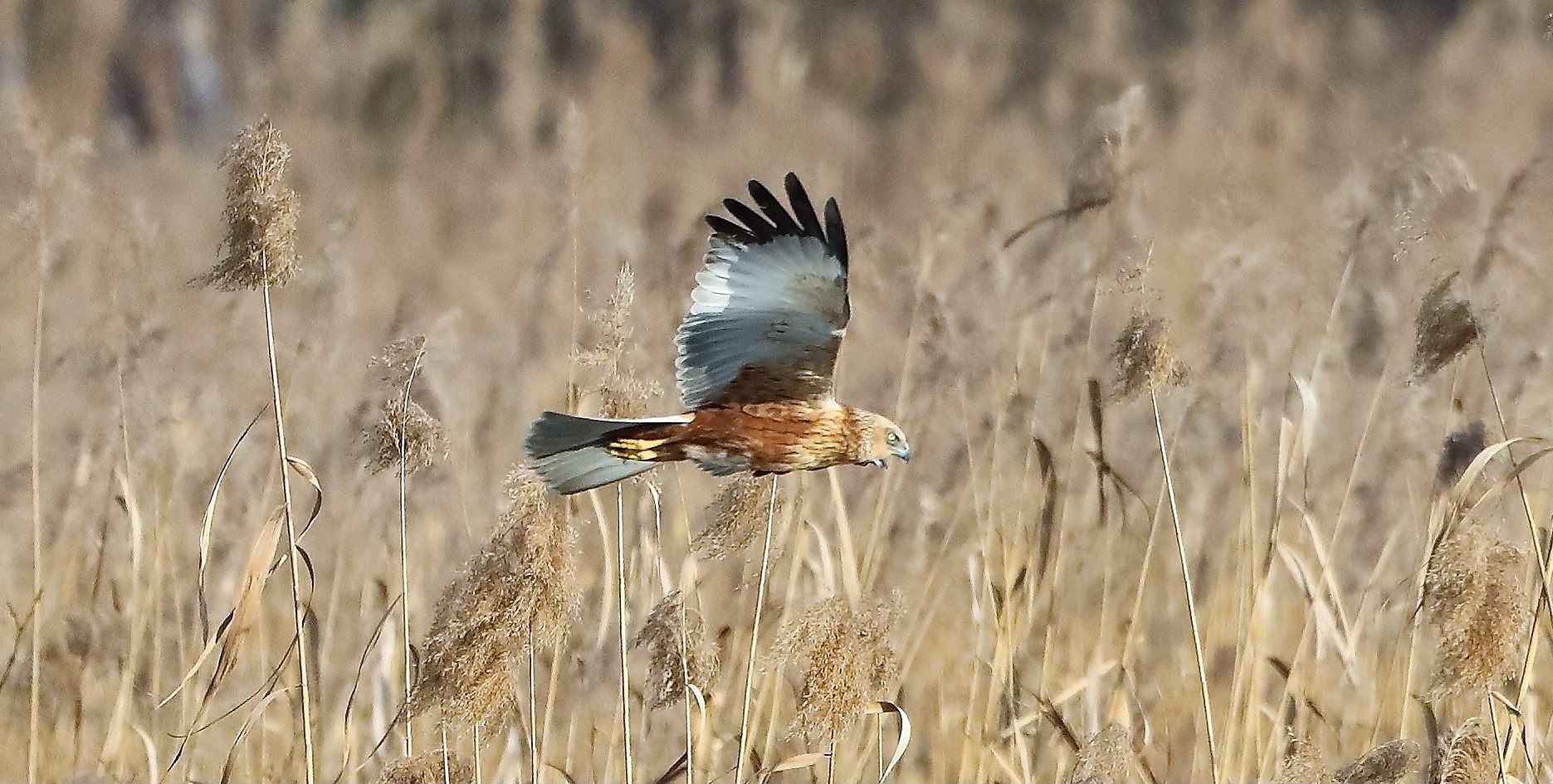 Falco di palude 03-02-2023