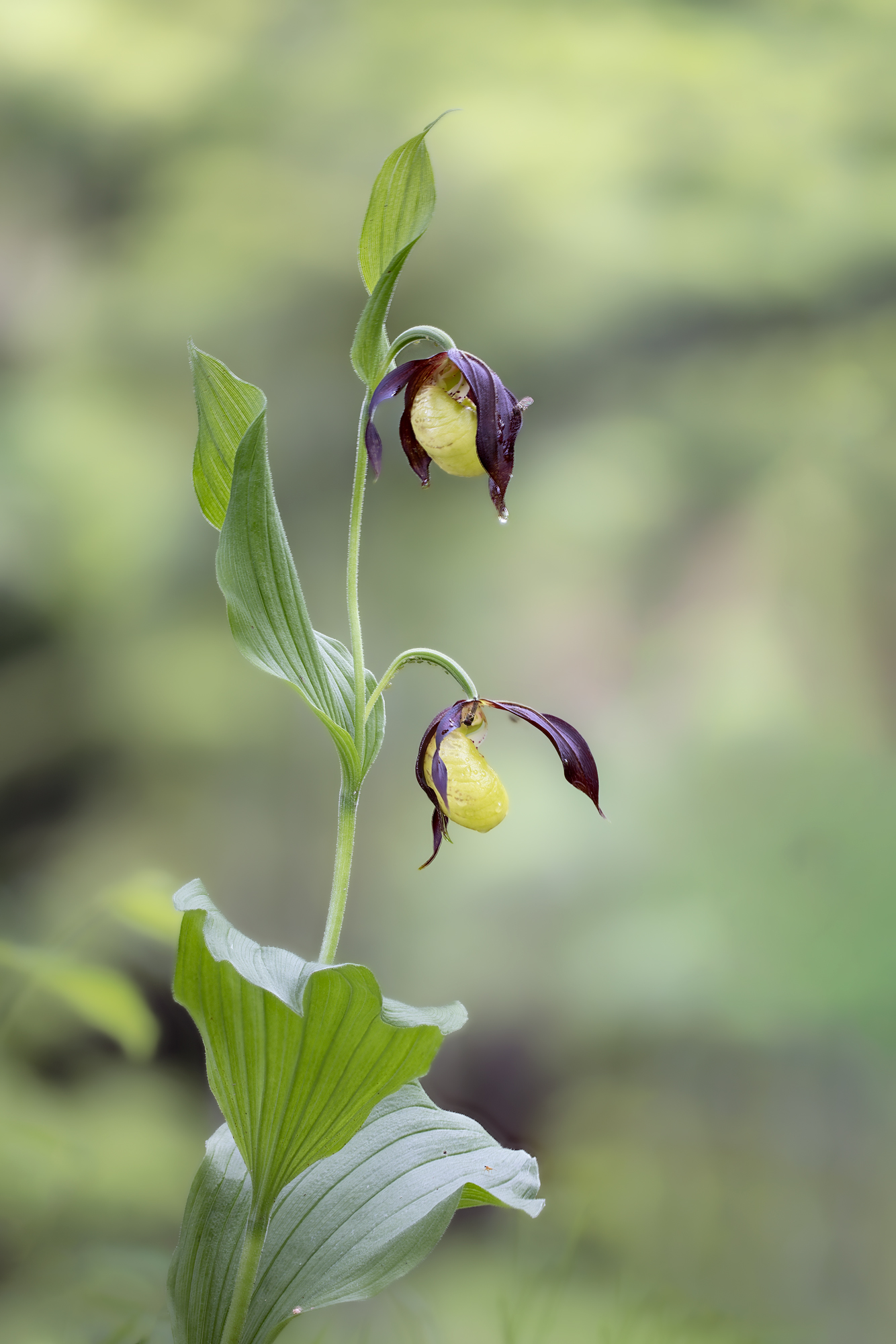 Cypripedium Calceolus