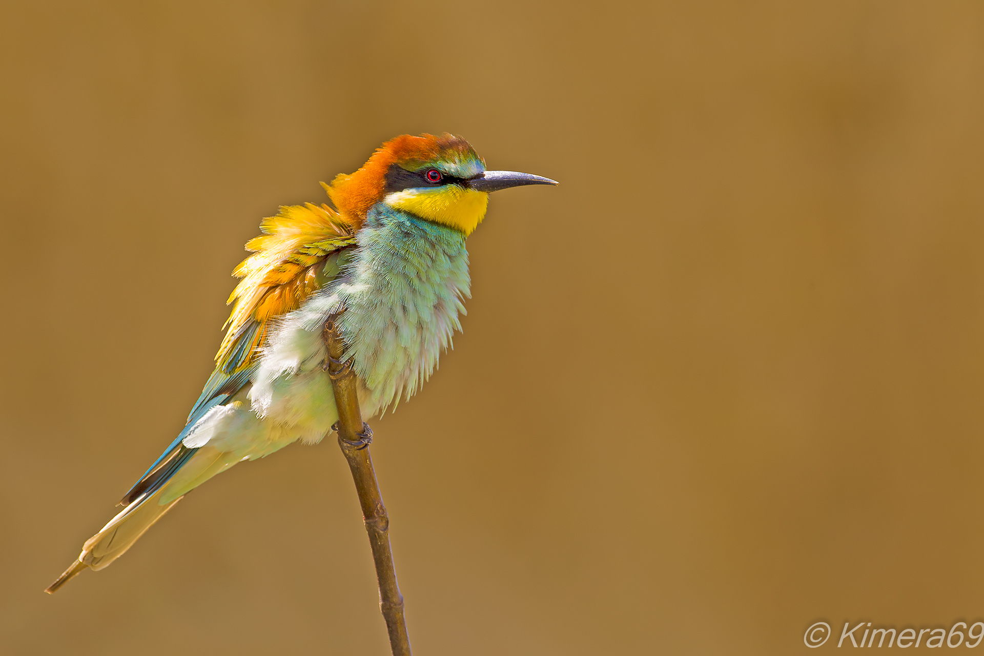 Merops apiaster