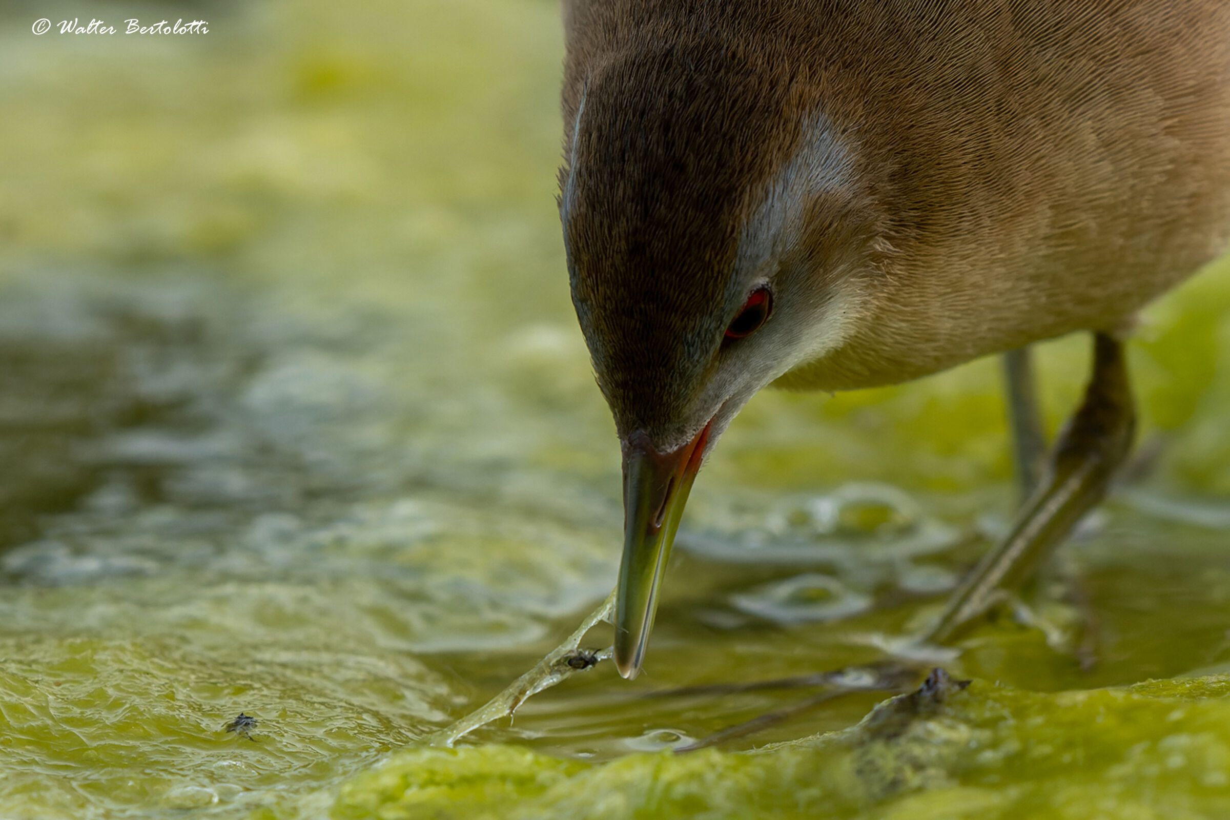 Crake and small prey