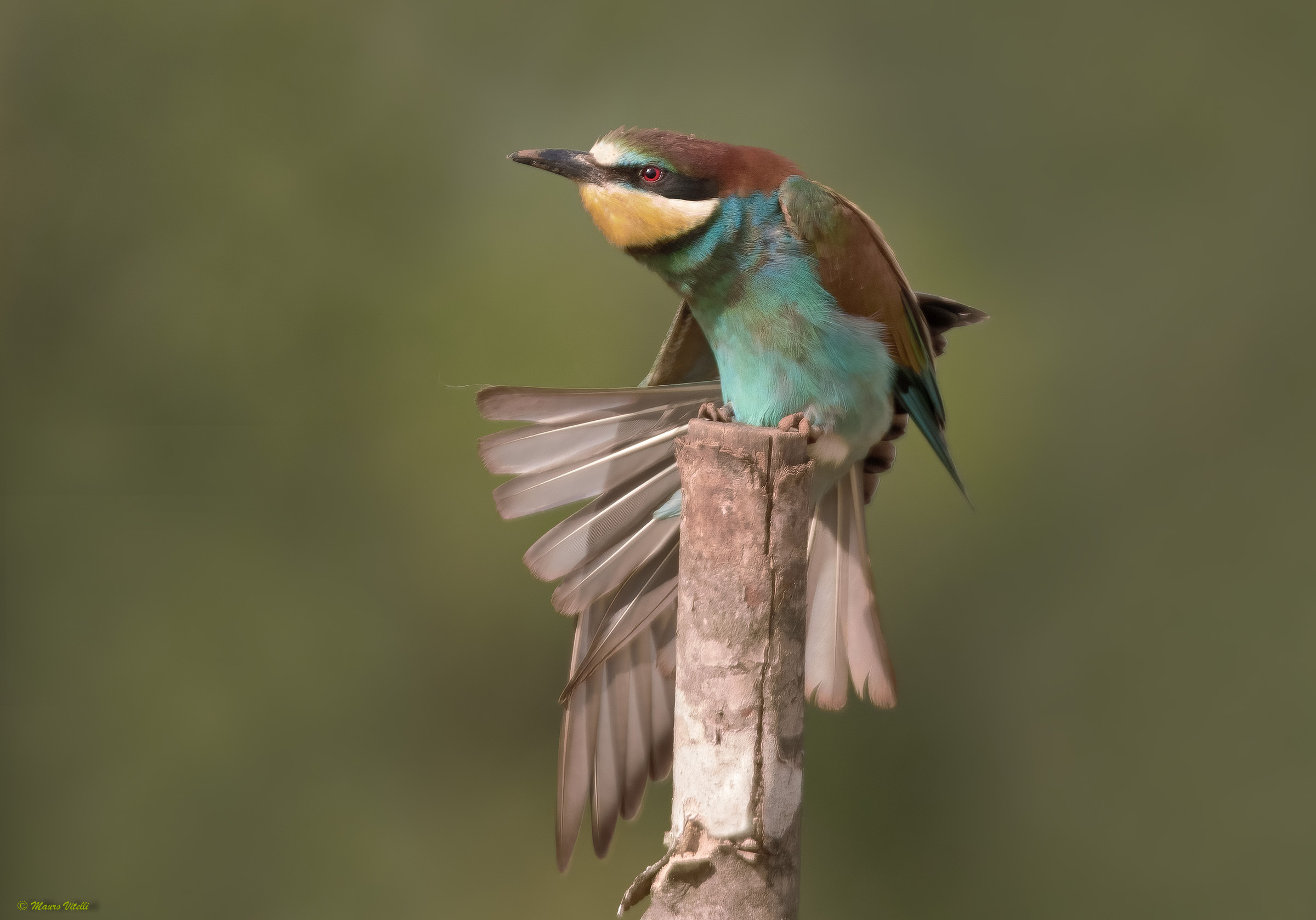 The stretched of the Bee-eater