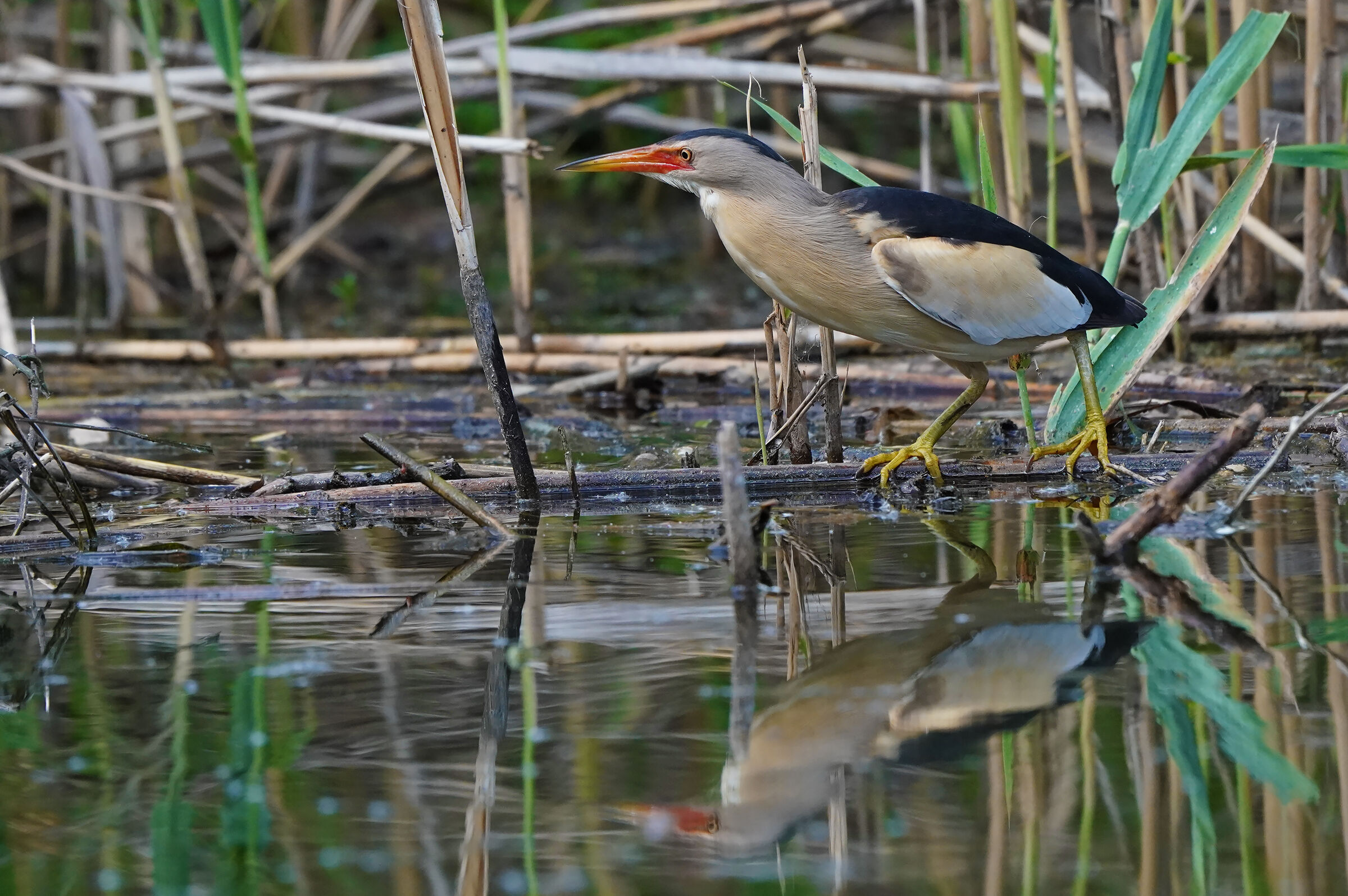 Male in livery