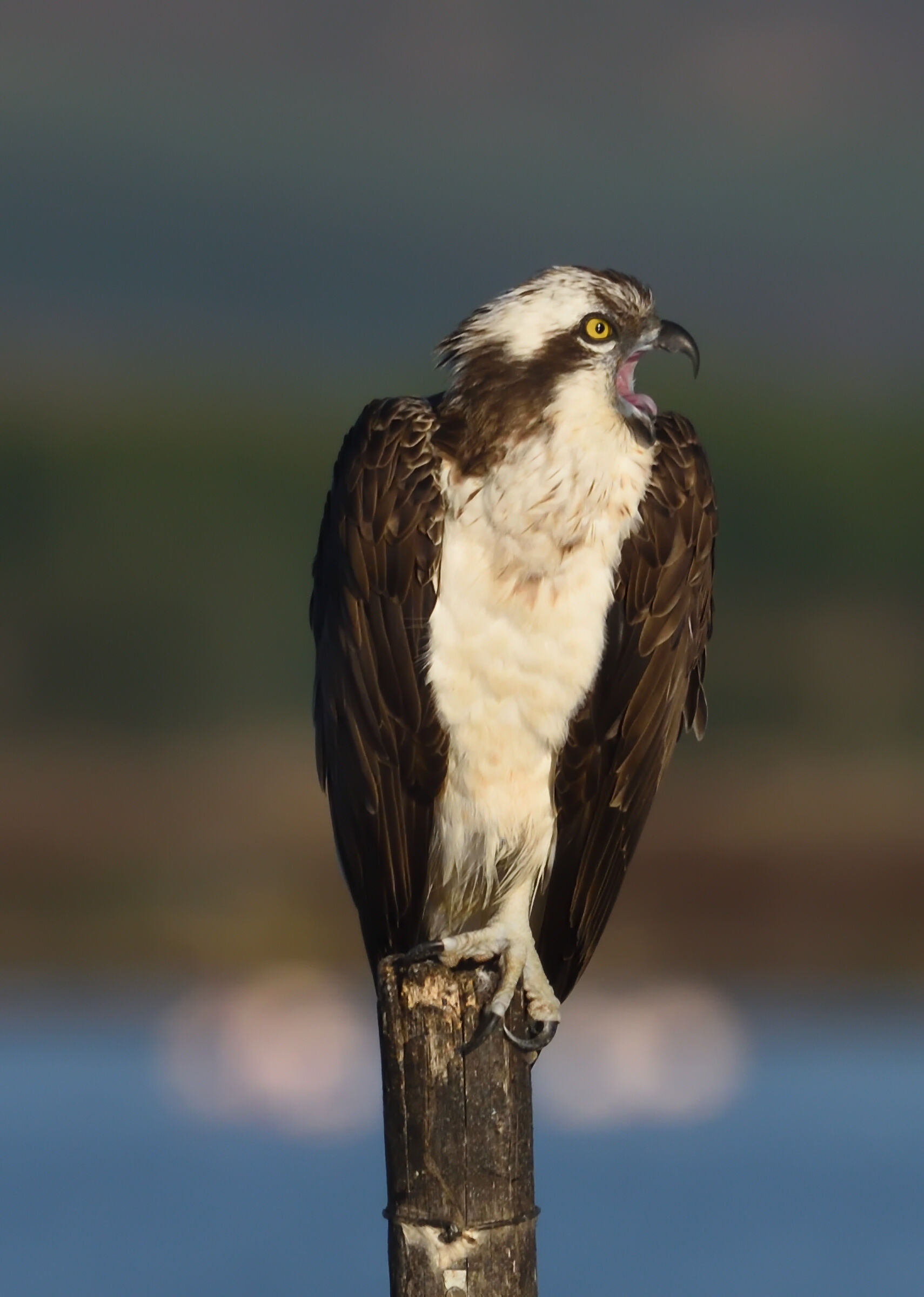 The scream of the osprey