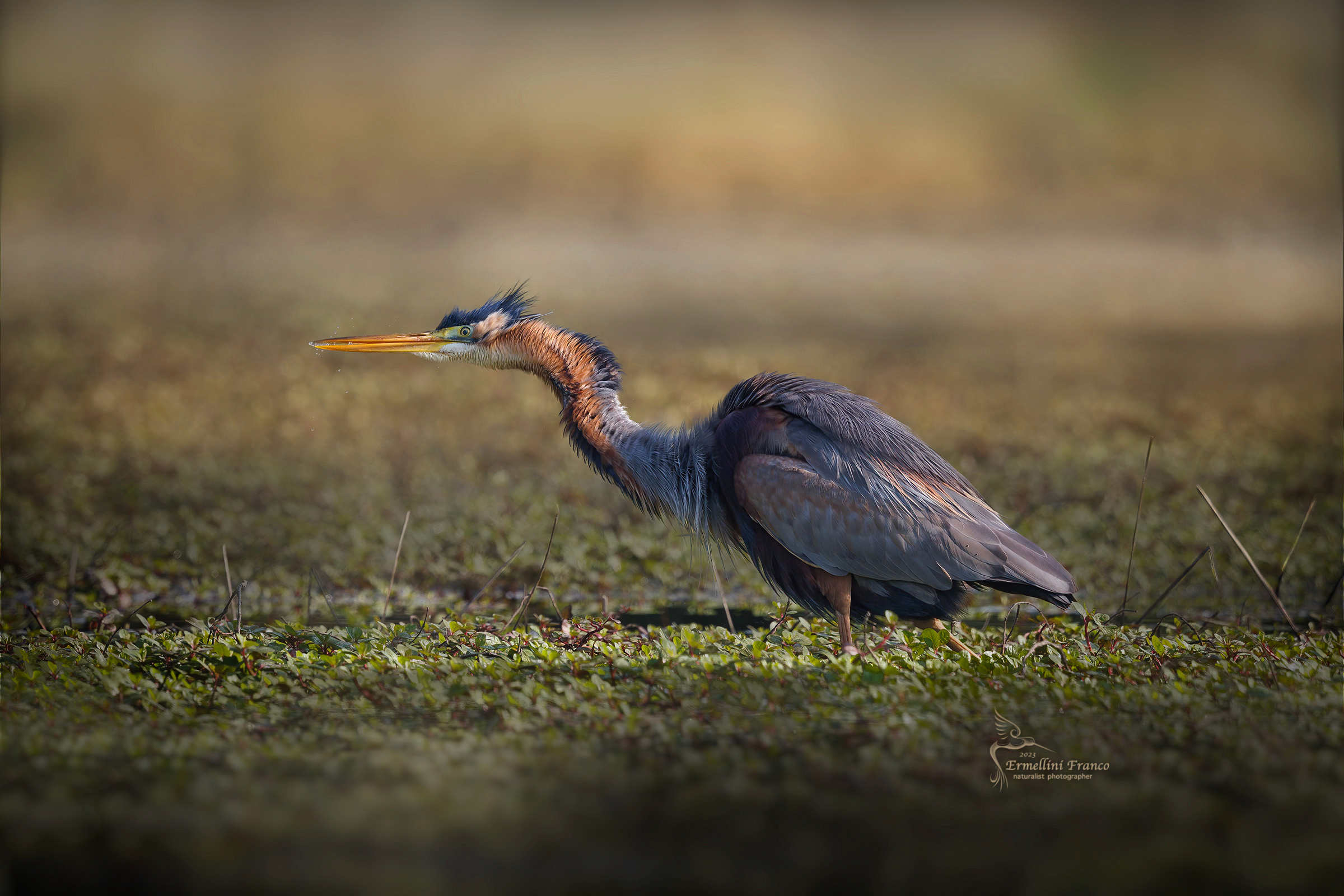 Purple heron