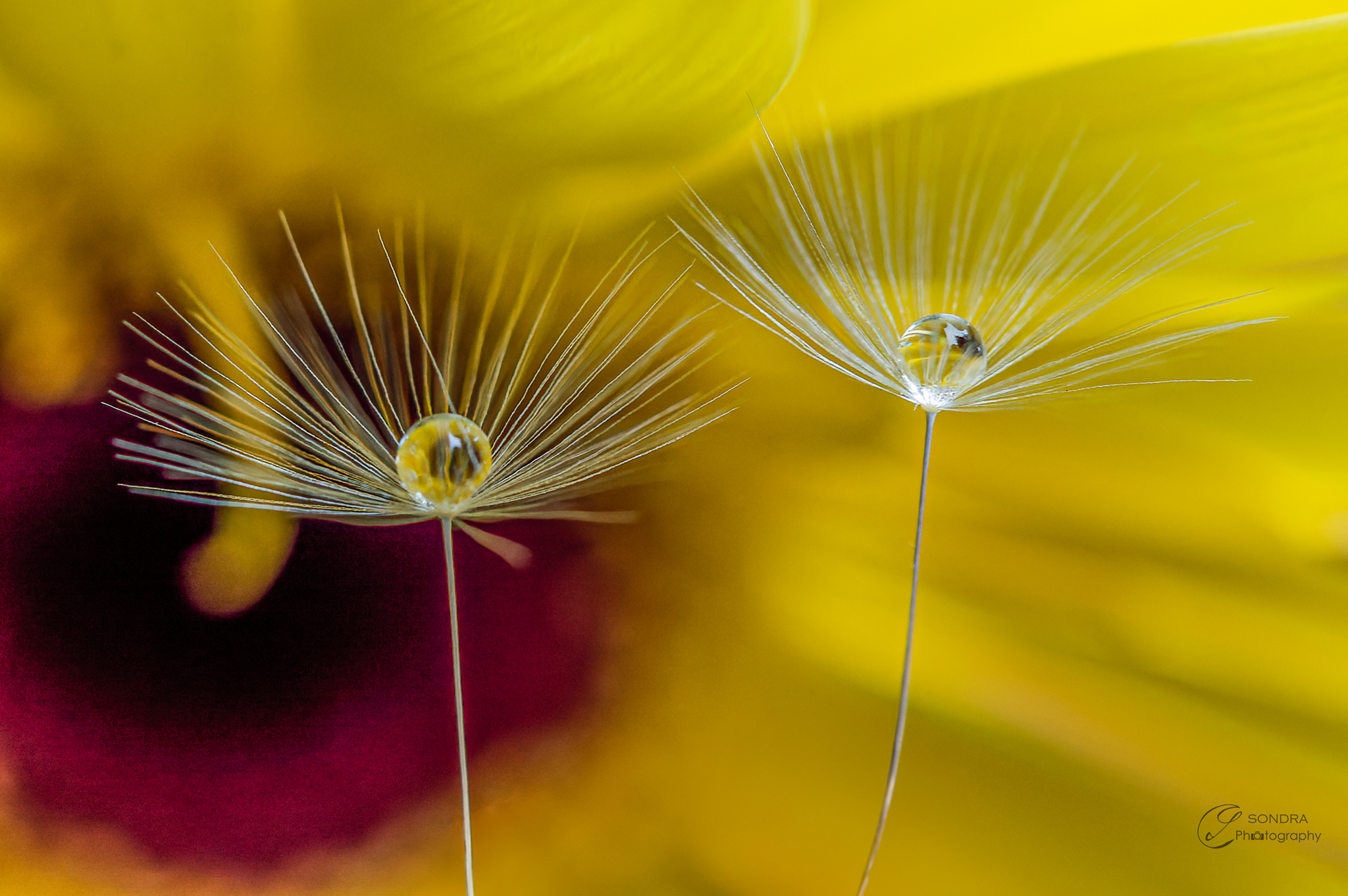 drops on tarassic shower head petal