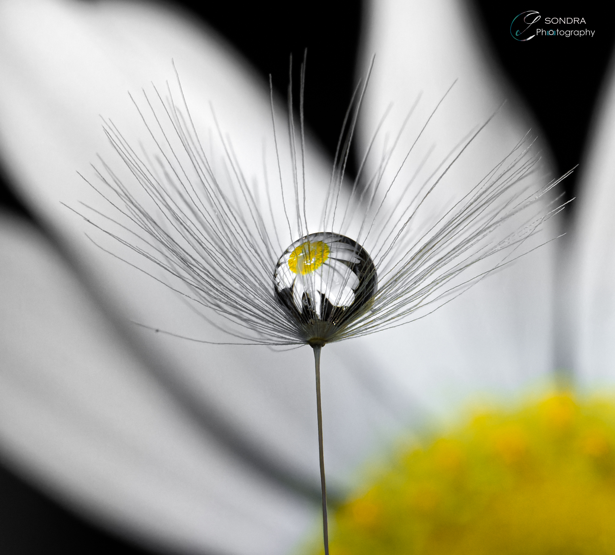 drops on tarassic shower head petal