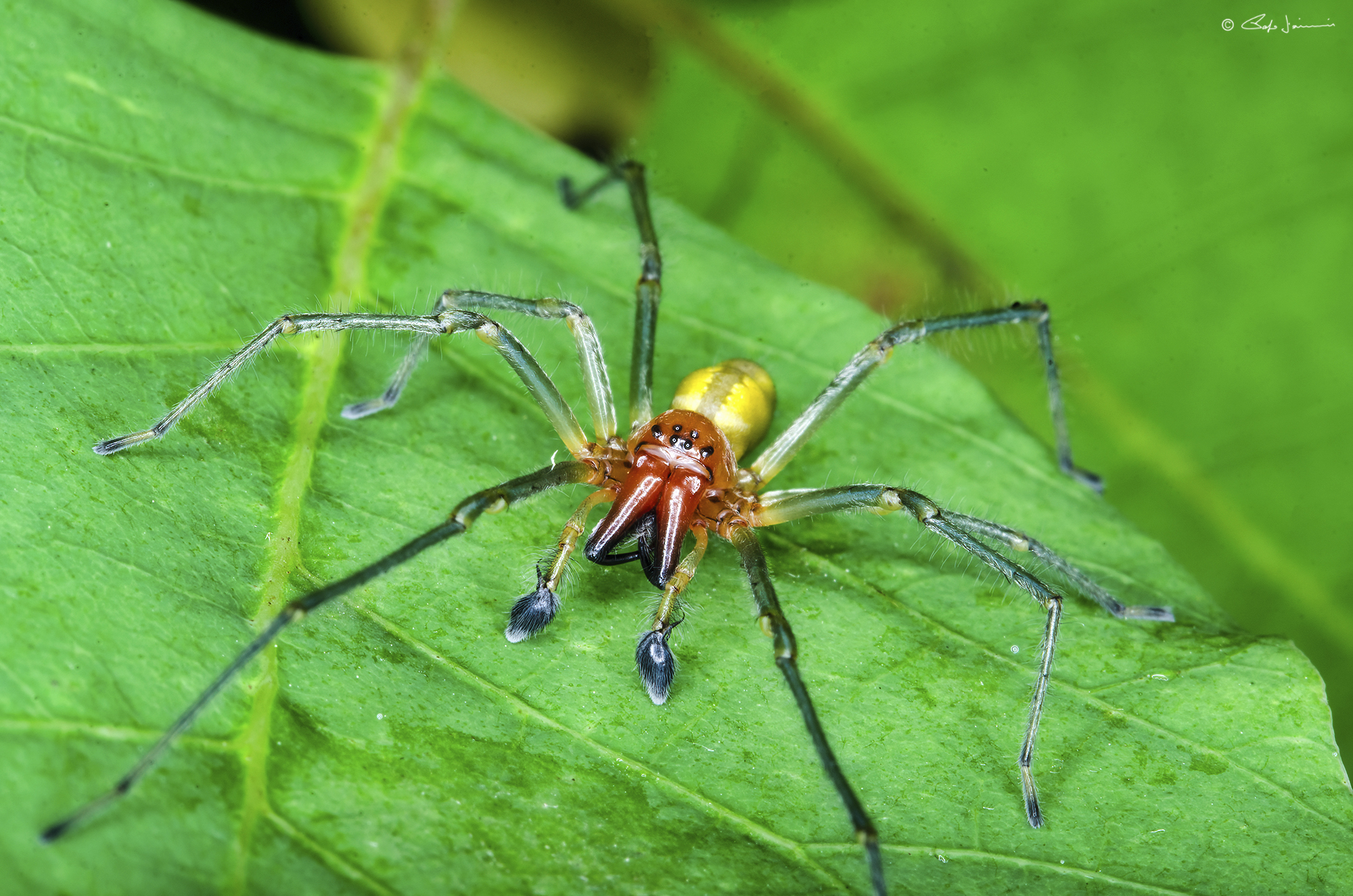 Cheiracanthium punctorium maschio