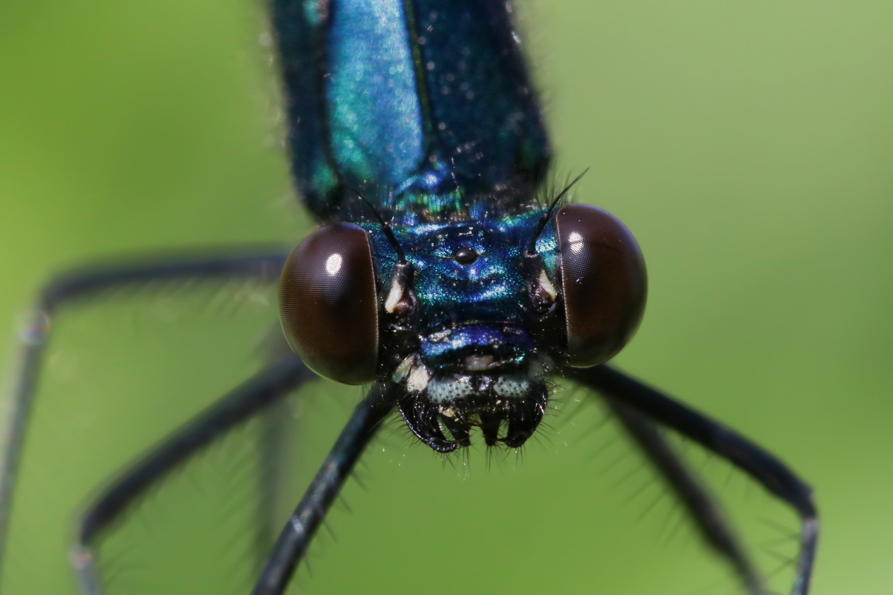 Calopteryx splendens male