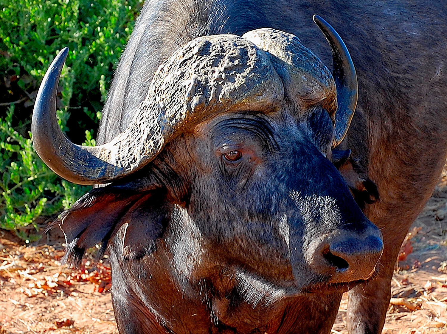 Botswana: Riserva Moremi.