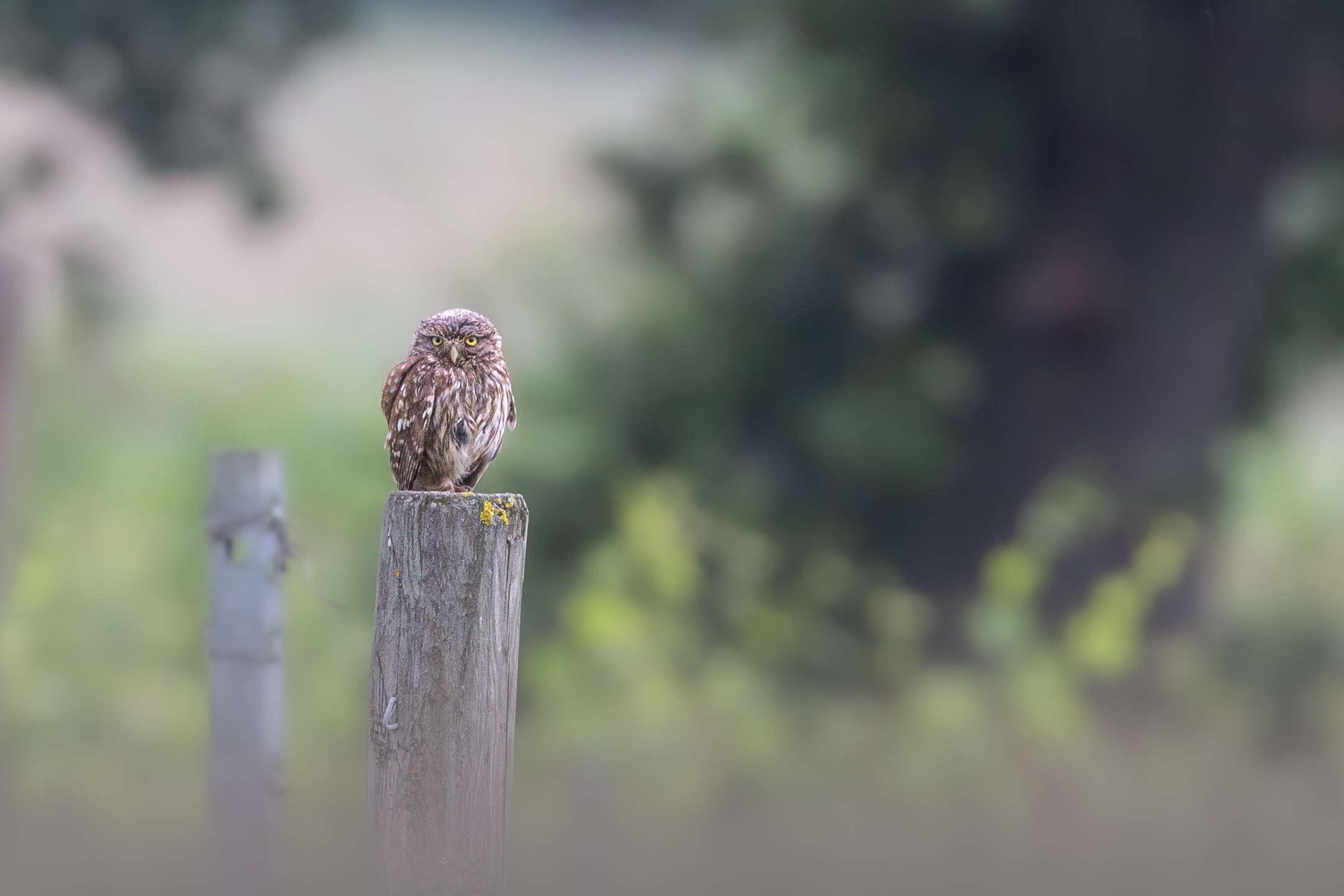 Civetta sotto la pioggia