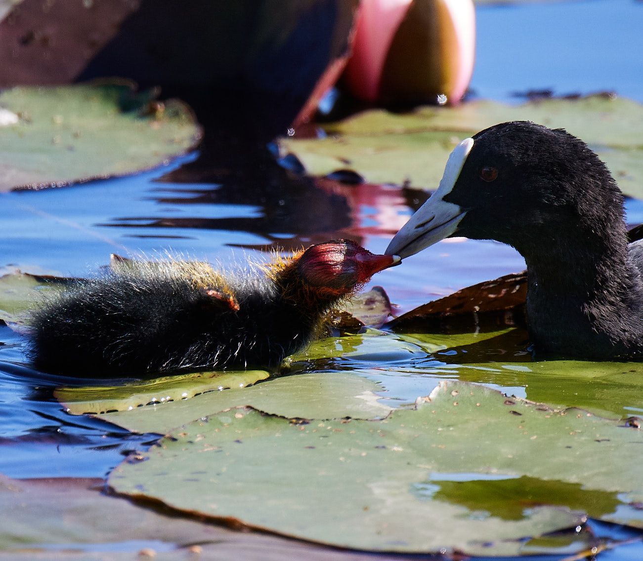 Coot with pullo