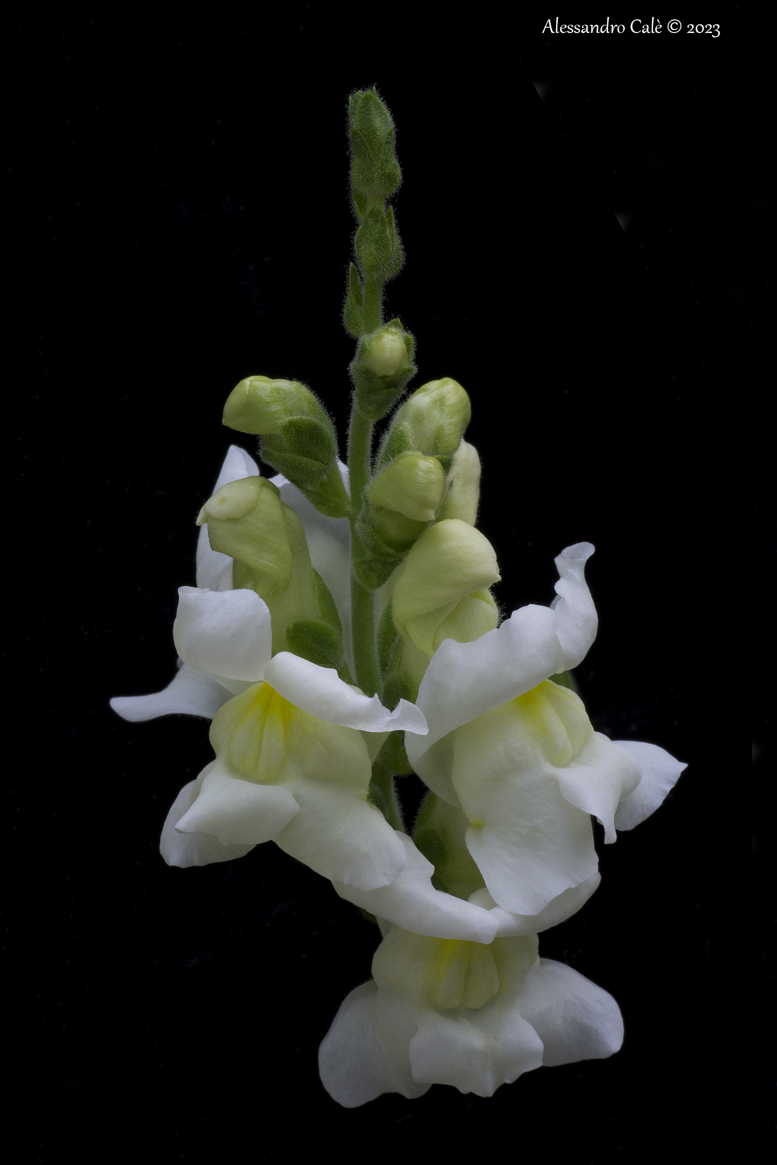 Snapdragons 7141