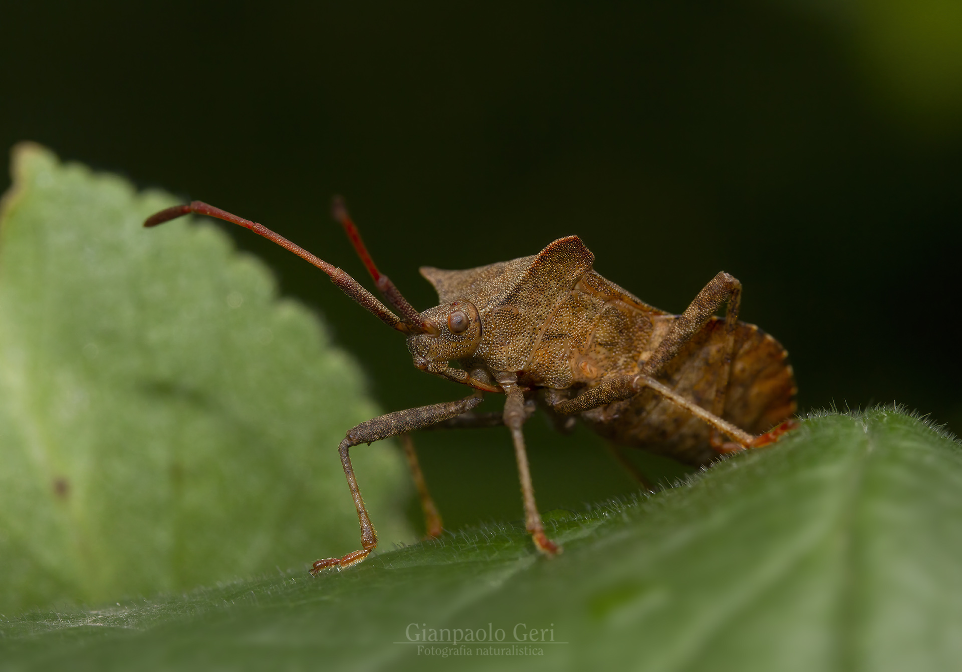 Coreus marginatus (Hemiptera: Coreidae)