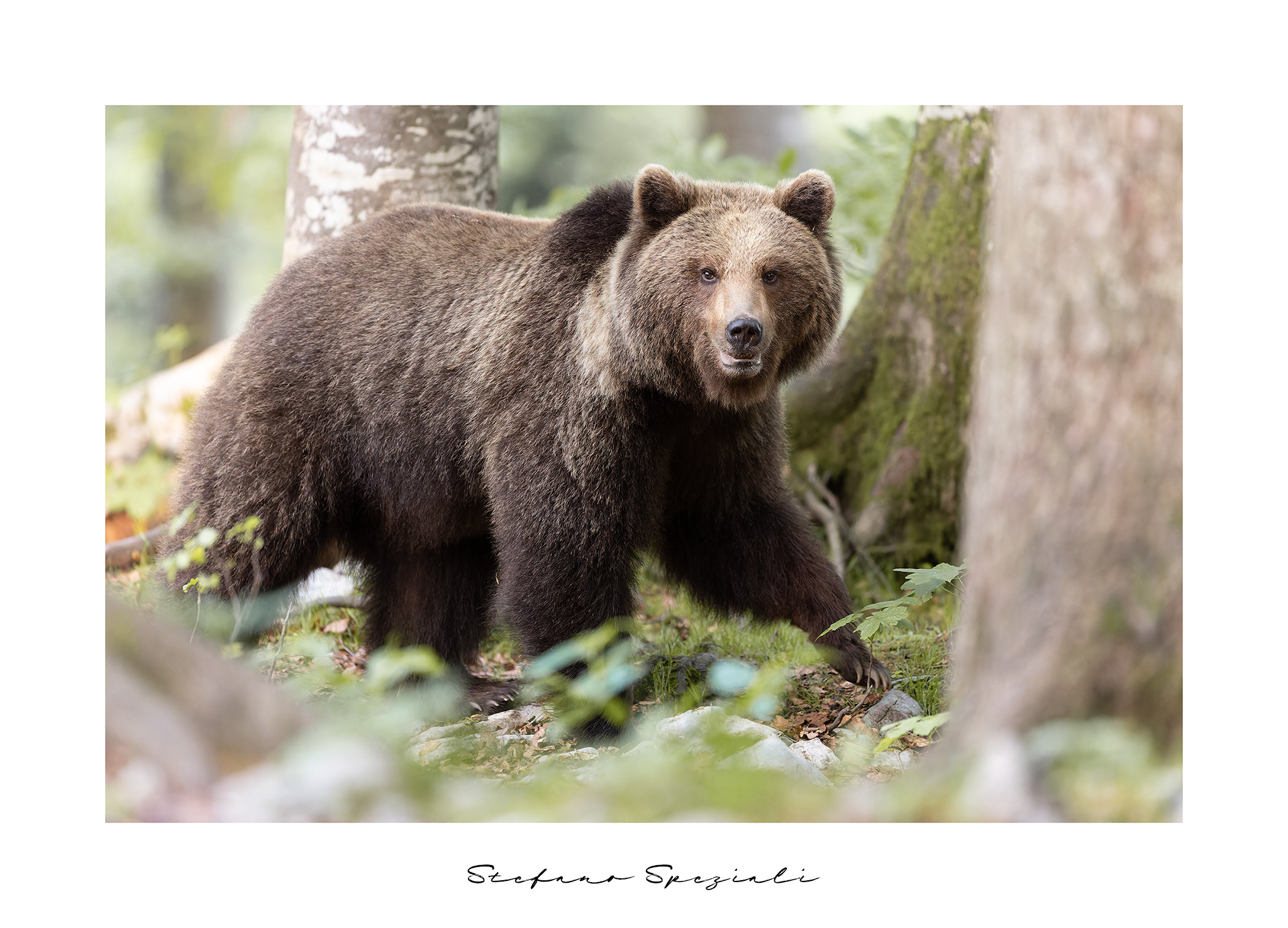 Orso bruno europeo - Ursus arctos arctos