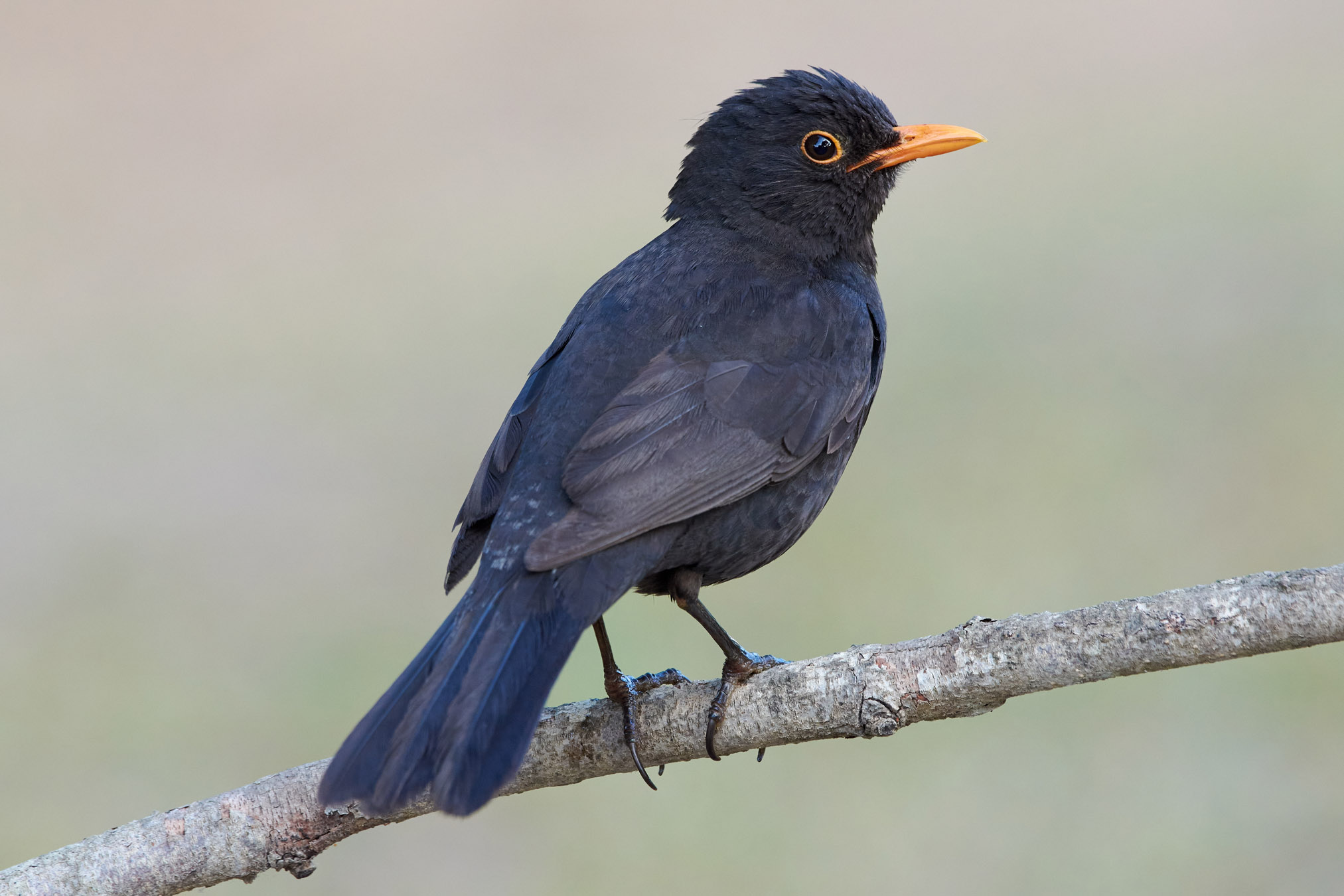 Uccello nero comune