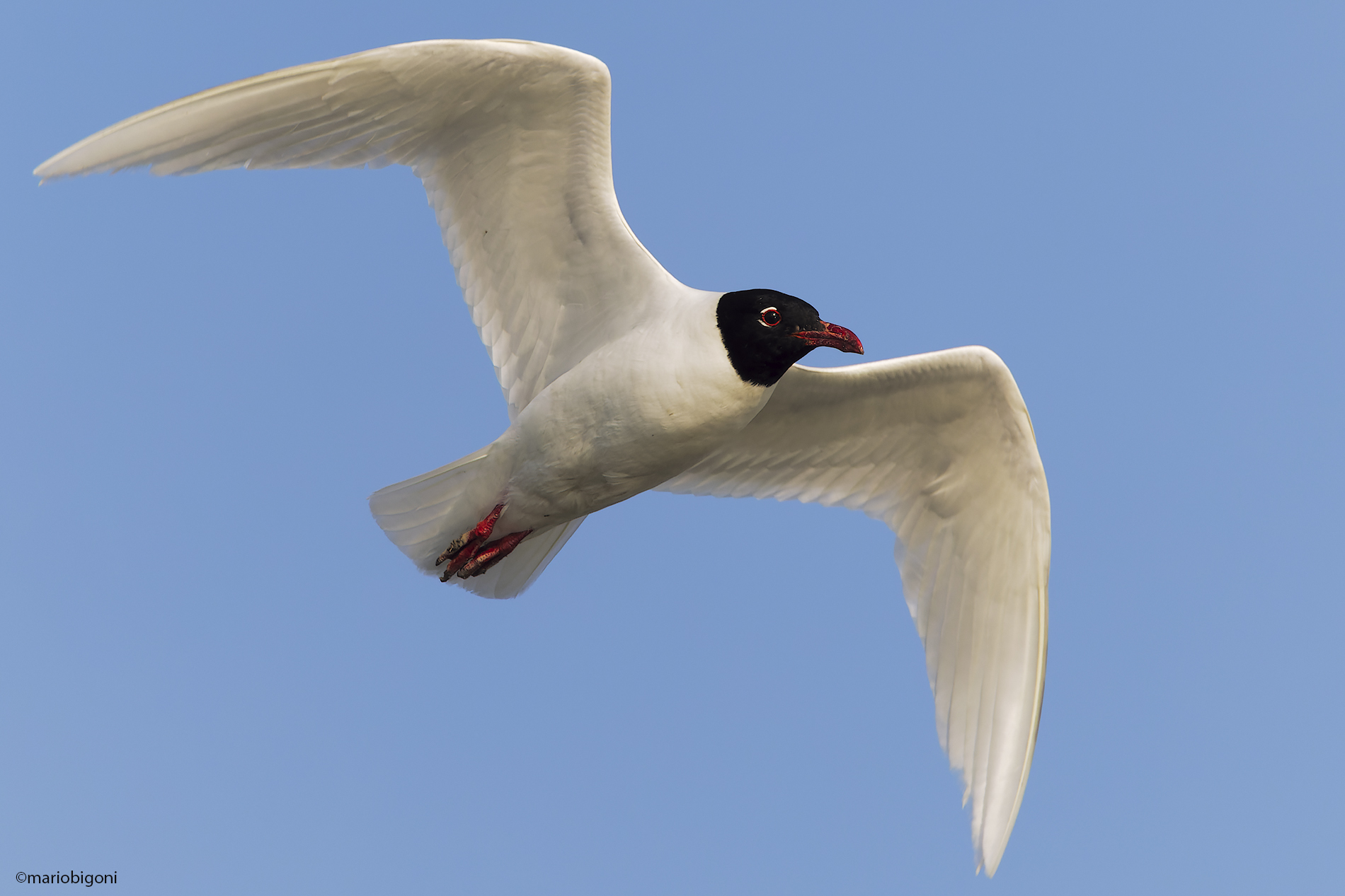 Mediterranean gull