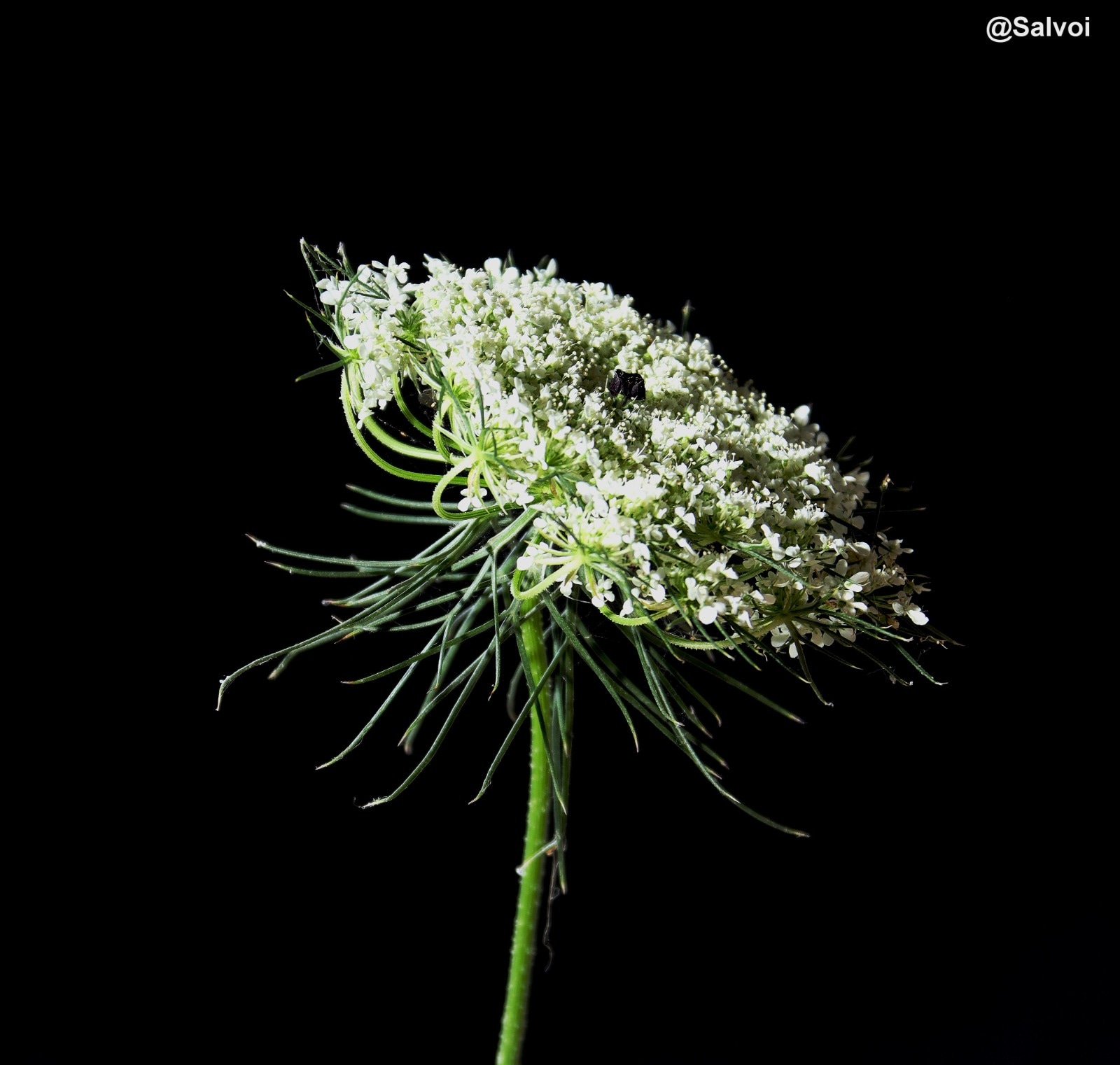 Wild Carrot Flower