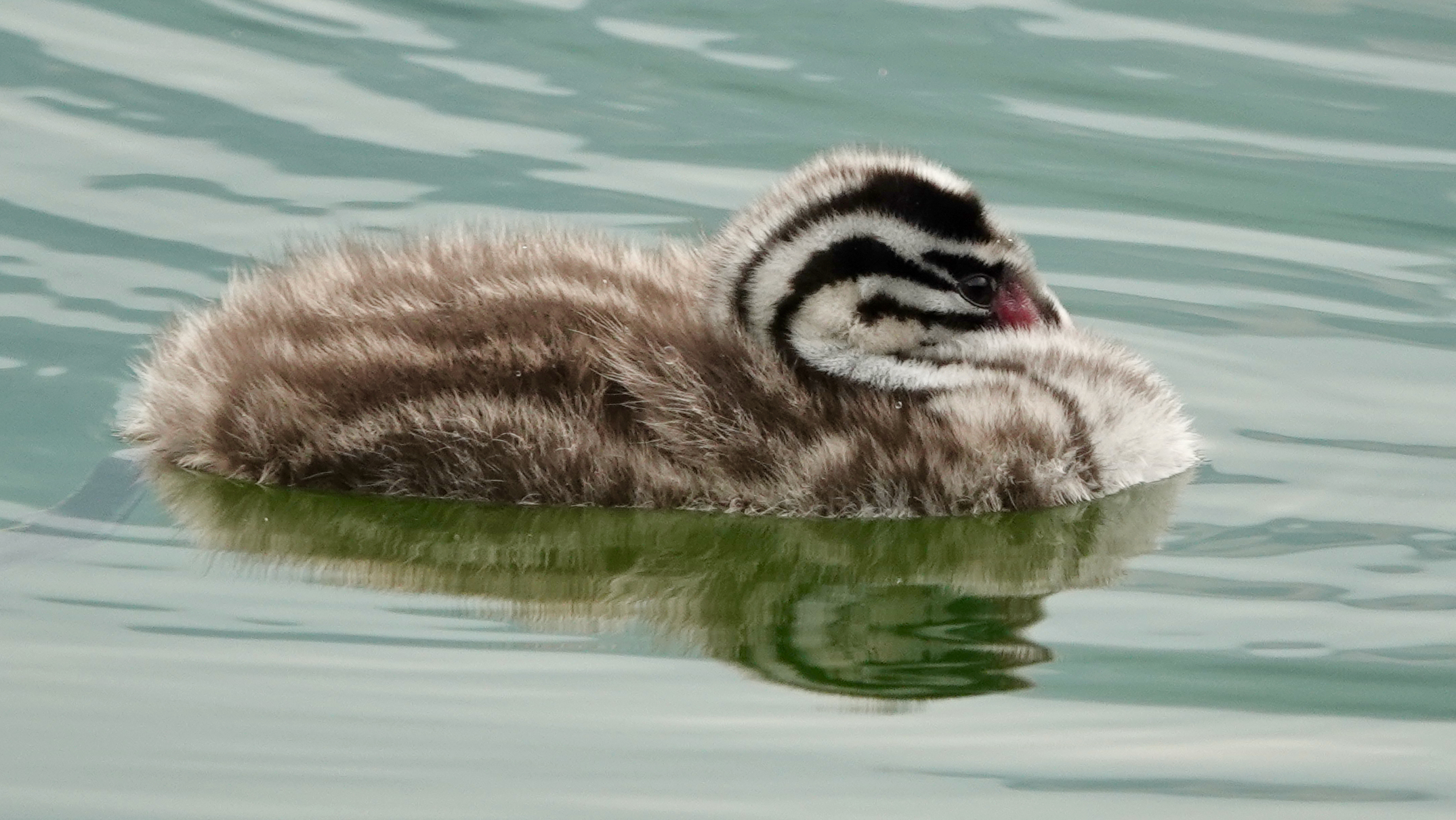 Grebe