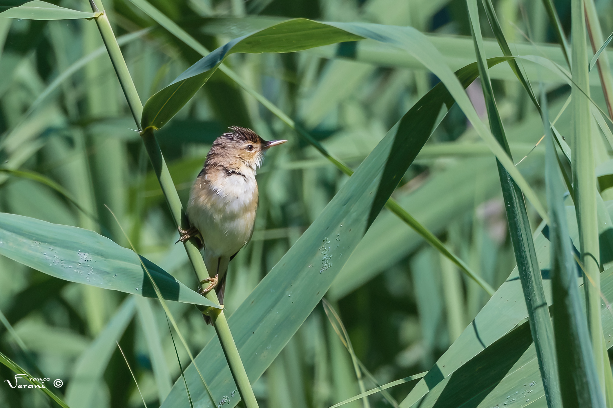 Common reed warbler