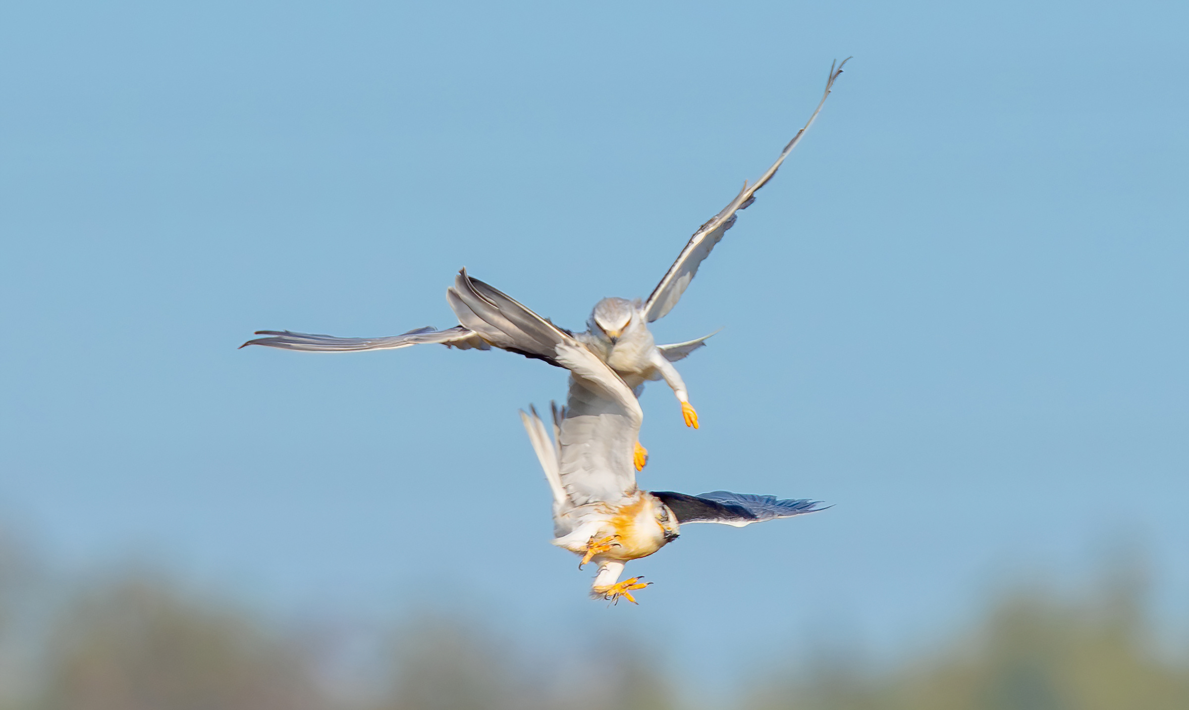 Aquilone dalle spalle nere