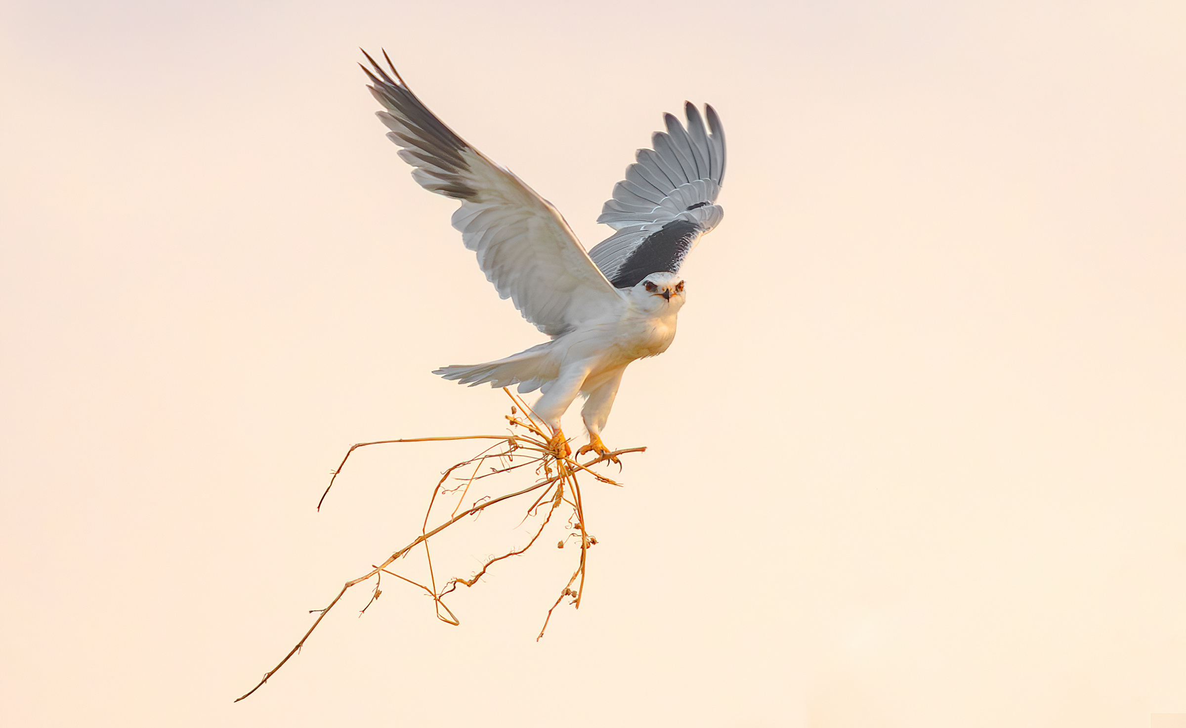 Aquilone dalle spalle nere