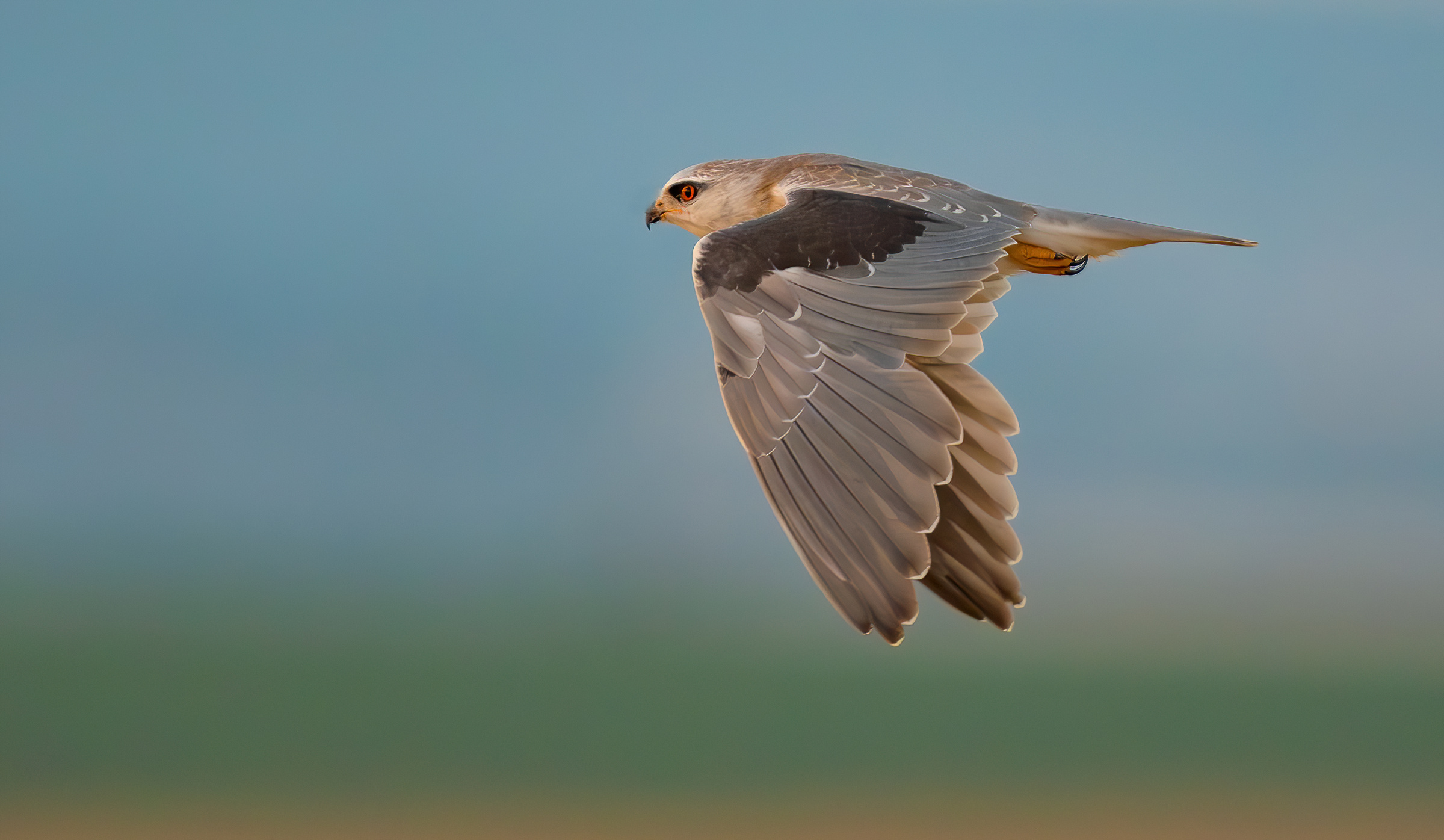 Aquilone dalle spalle nere