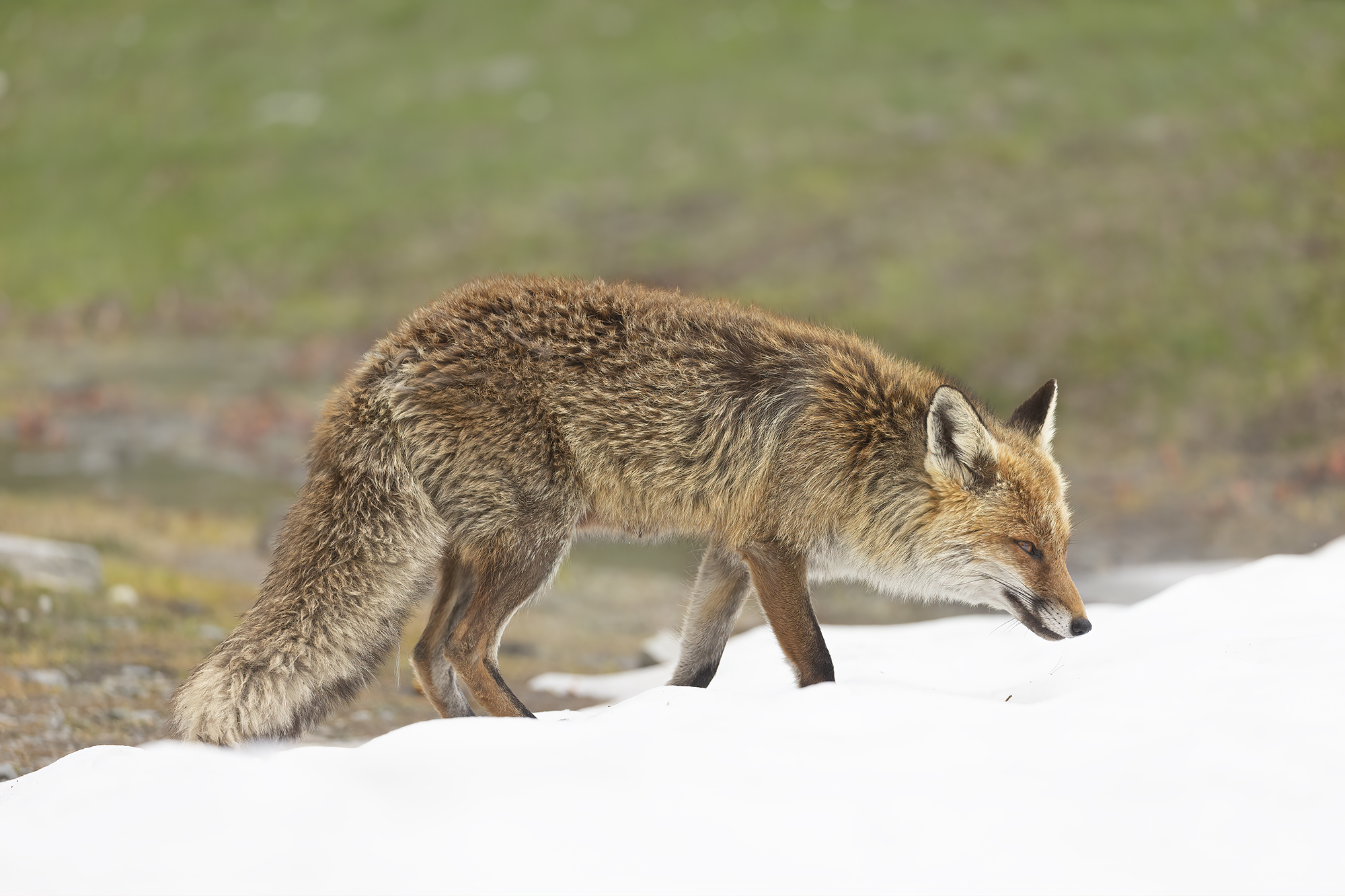 between snow and meadow, fox
