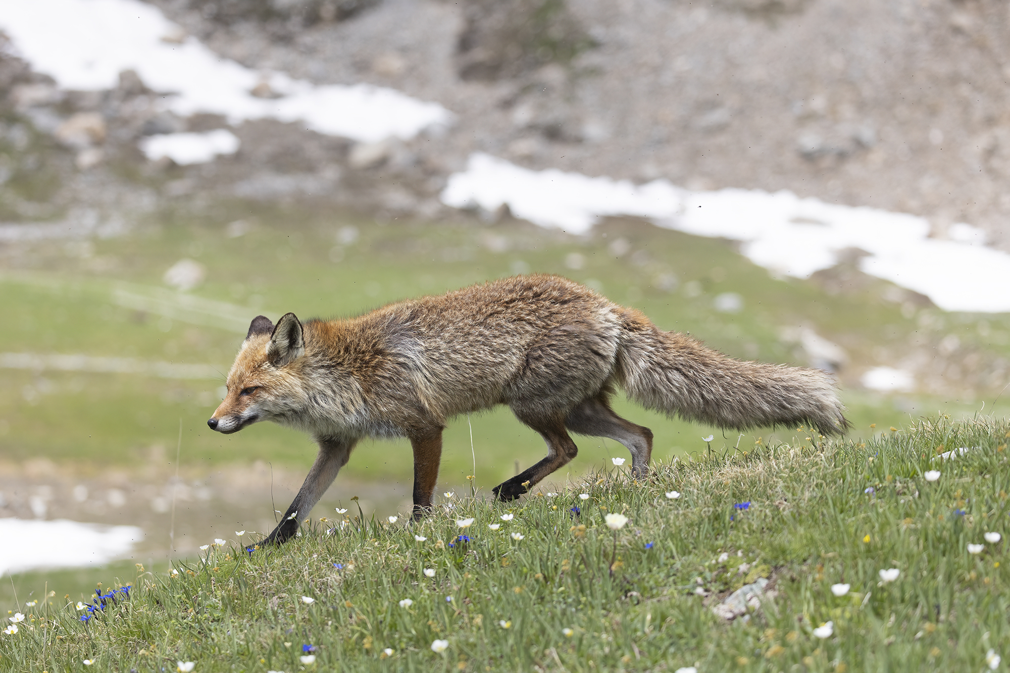 al piccolo trotto nel prato fiorito, volpe