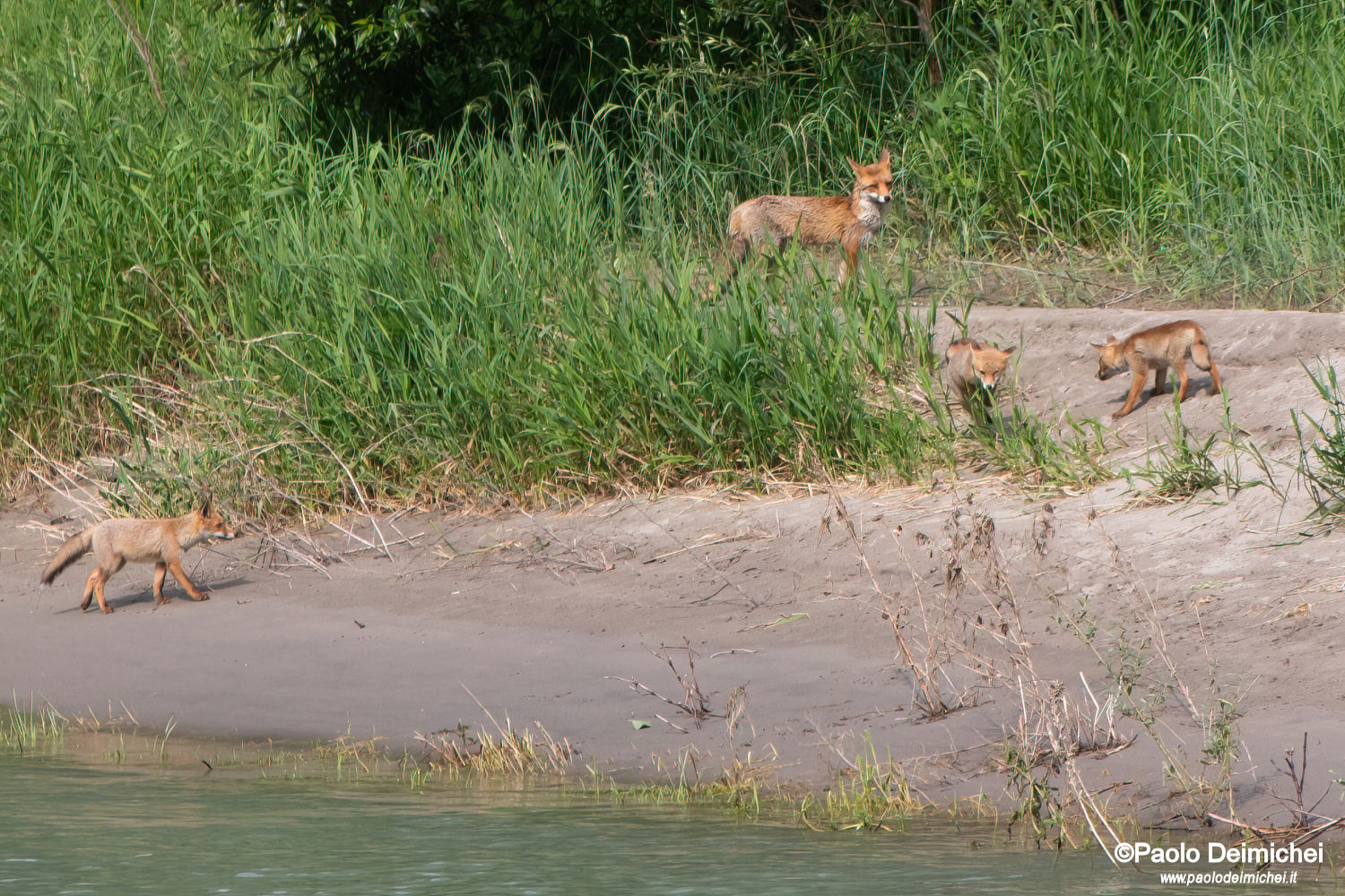 Family of foxes on the Adige River