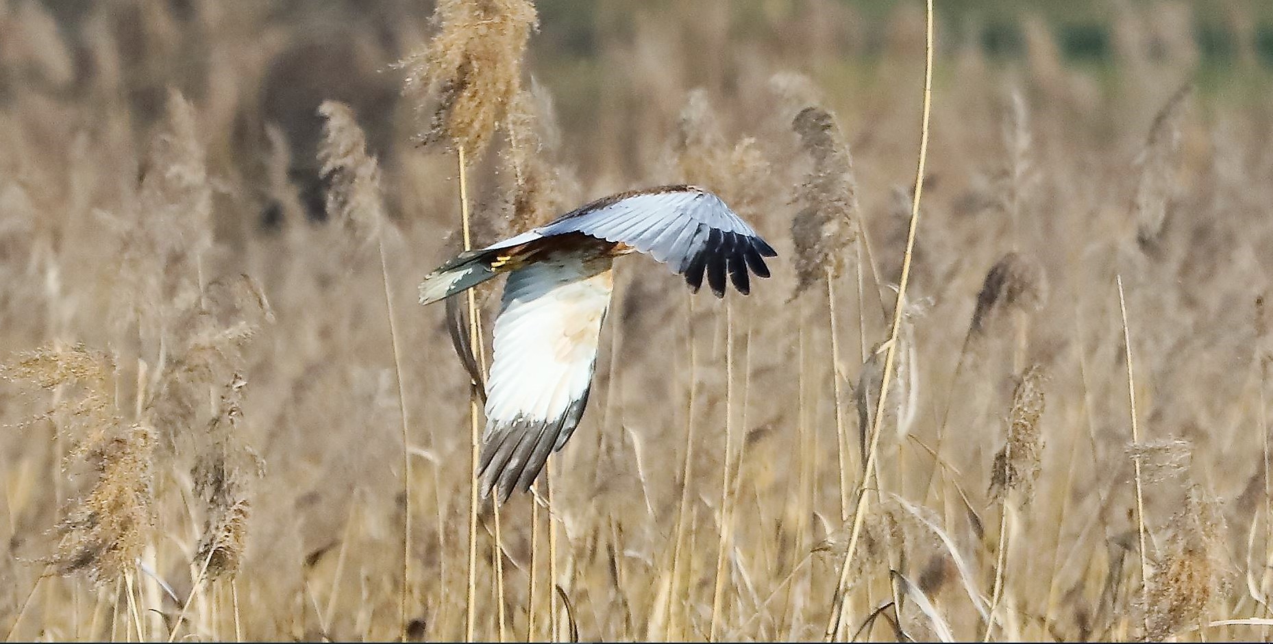 Falco di palude 03-02-2023