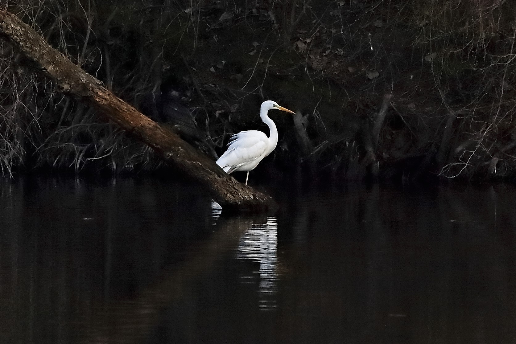 Airone BM 04 marzo 2023