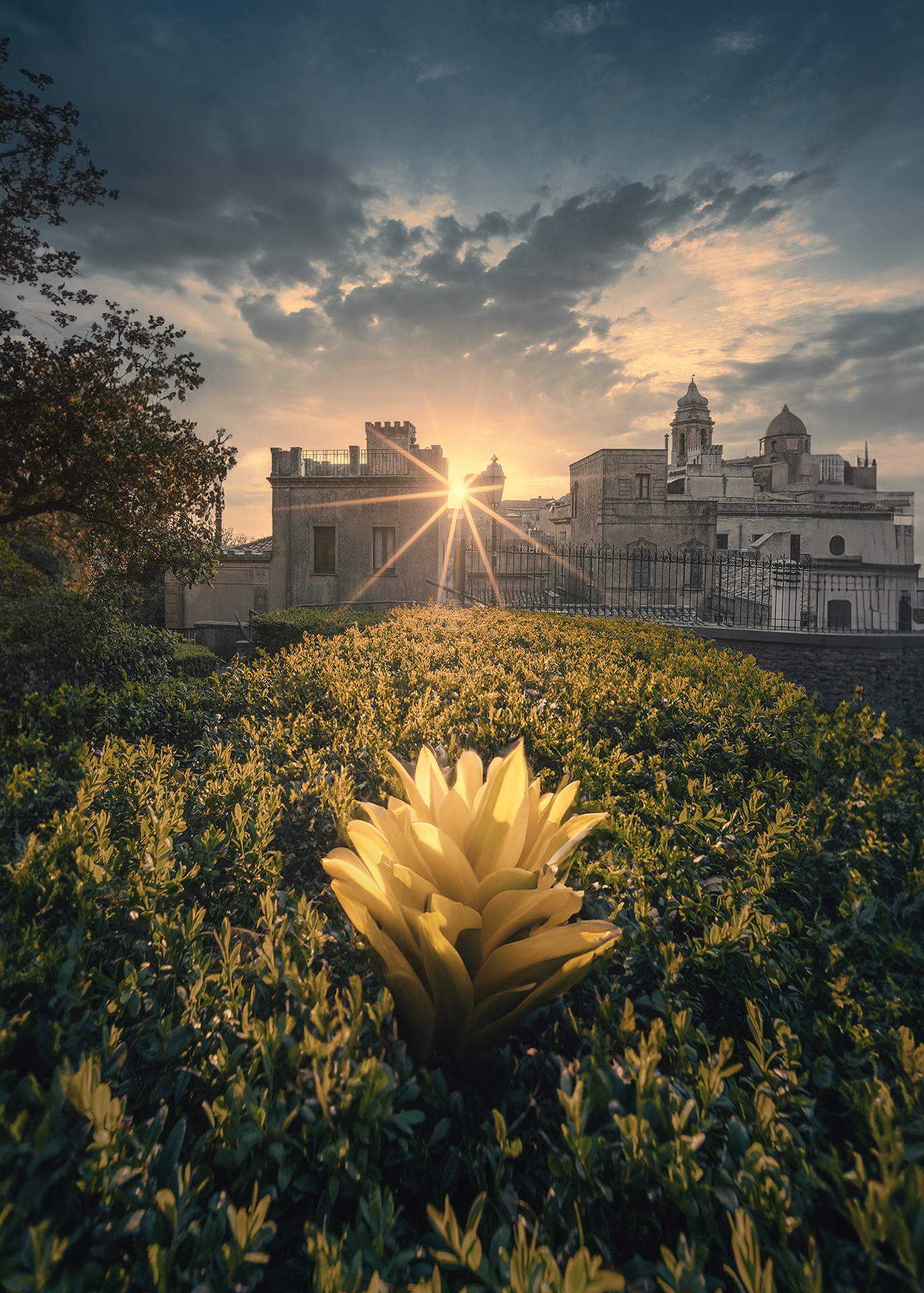Sun Star