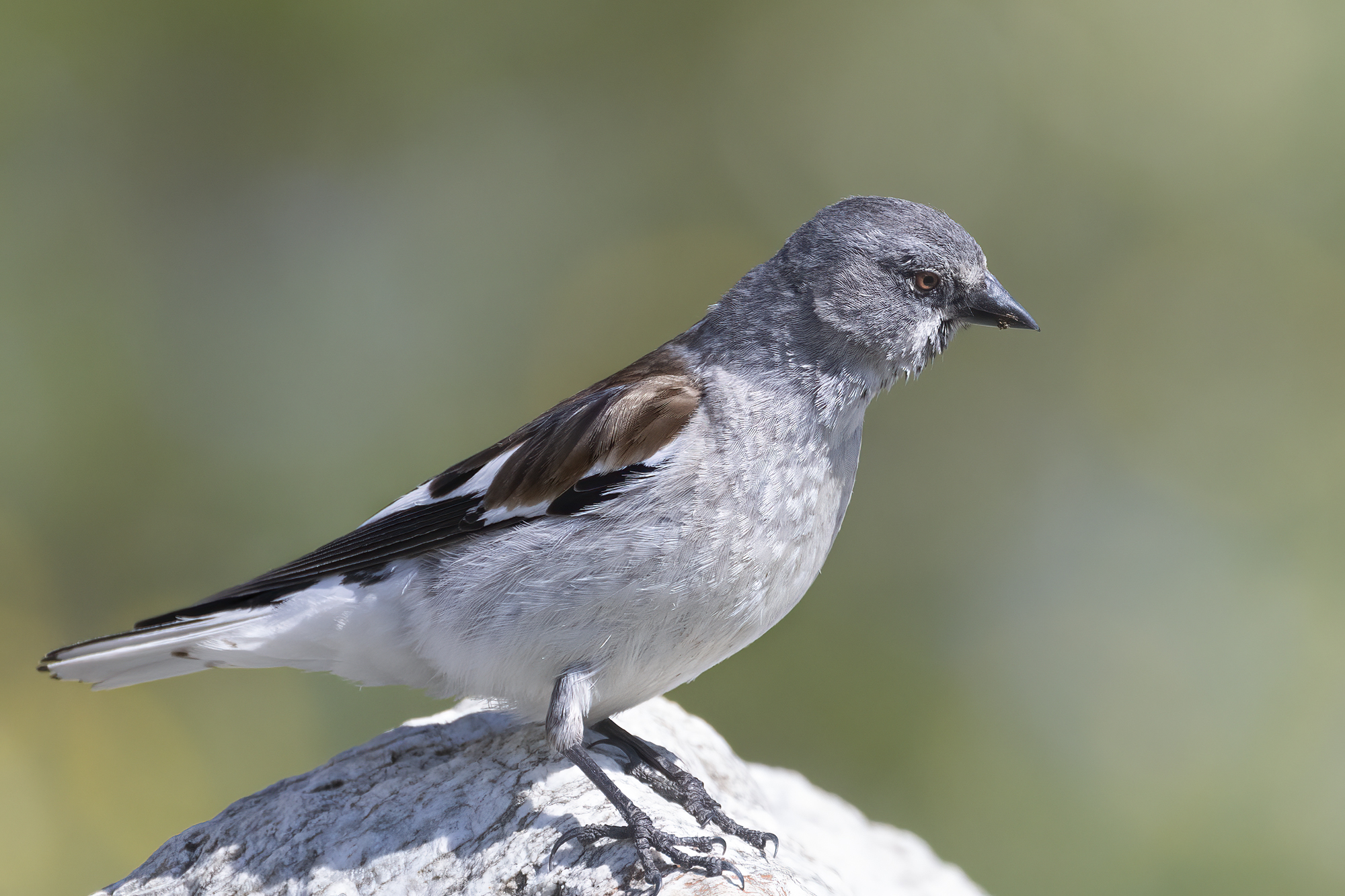 Summer dress for the alpine chaffinch