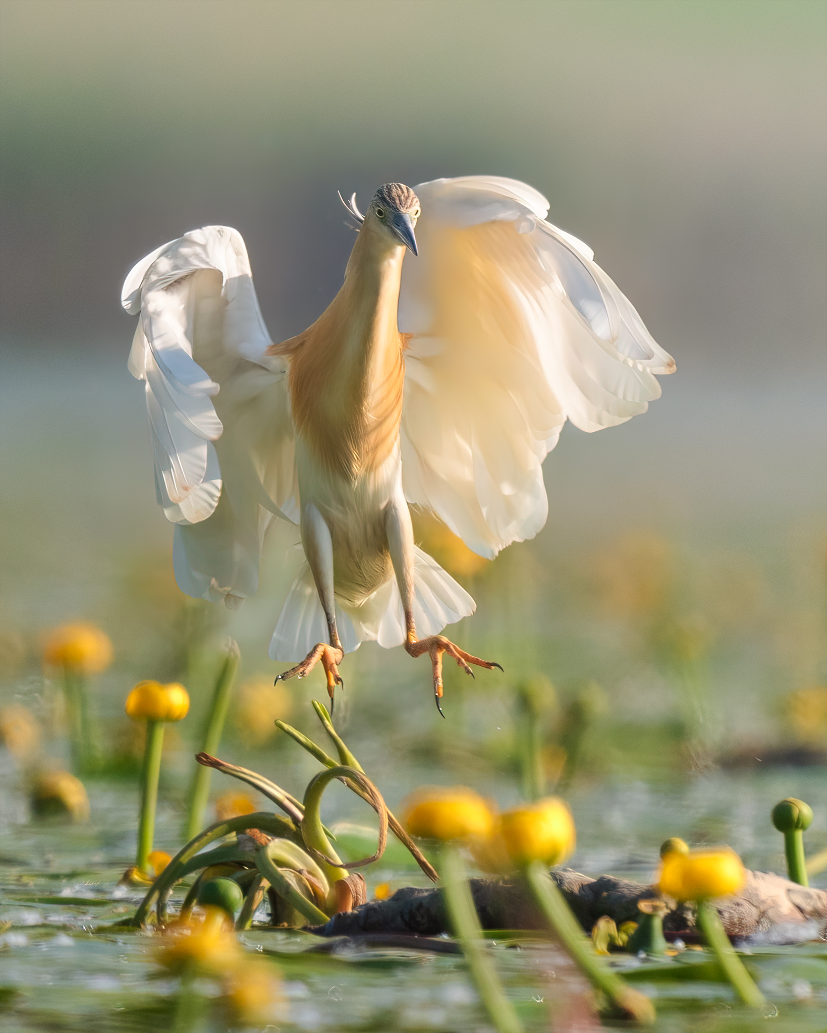 Squacco gauze in landing