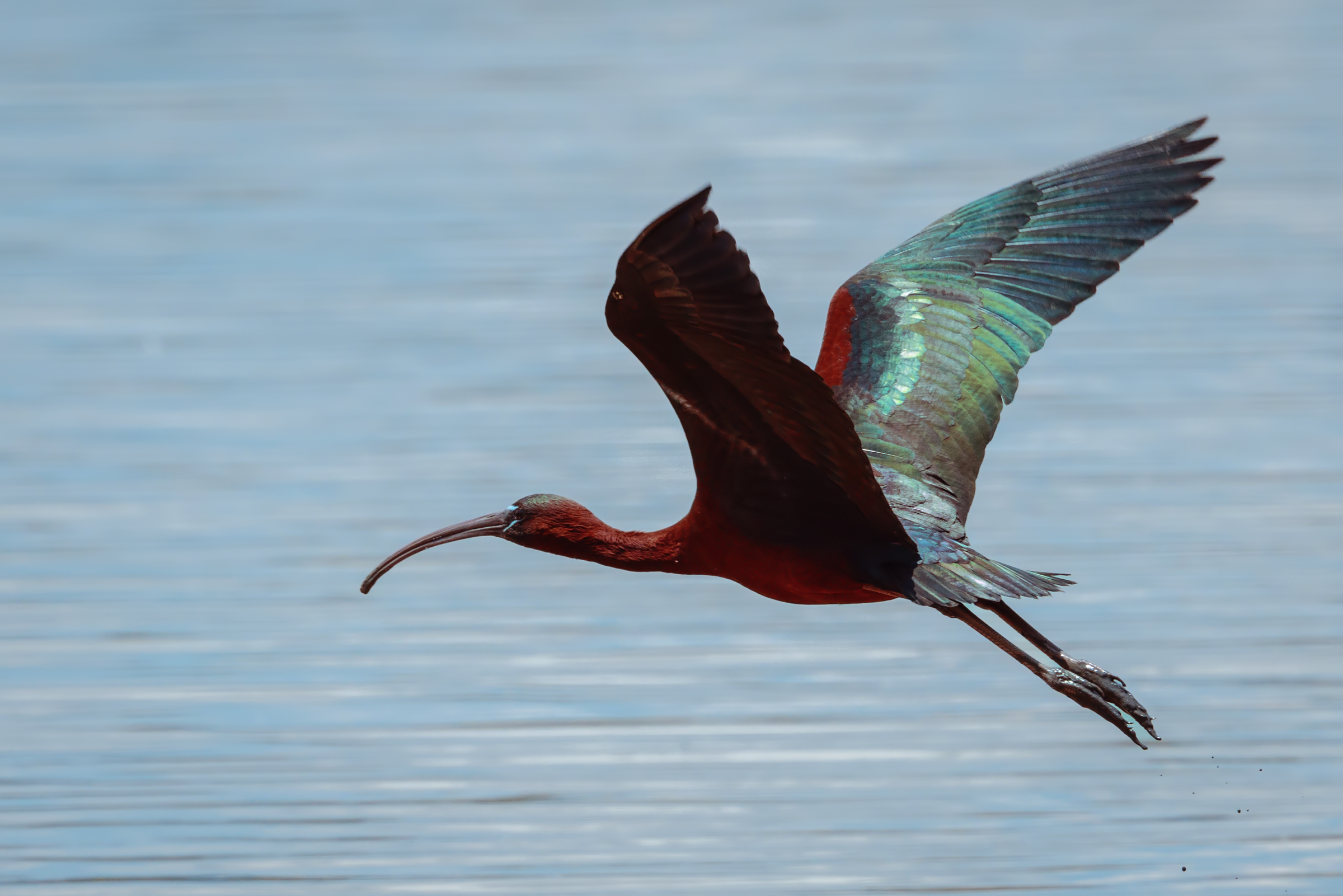 Glossy in flight