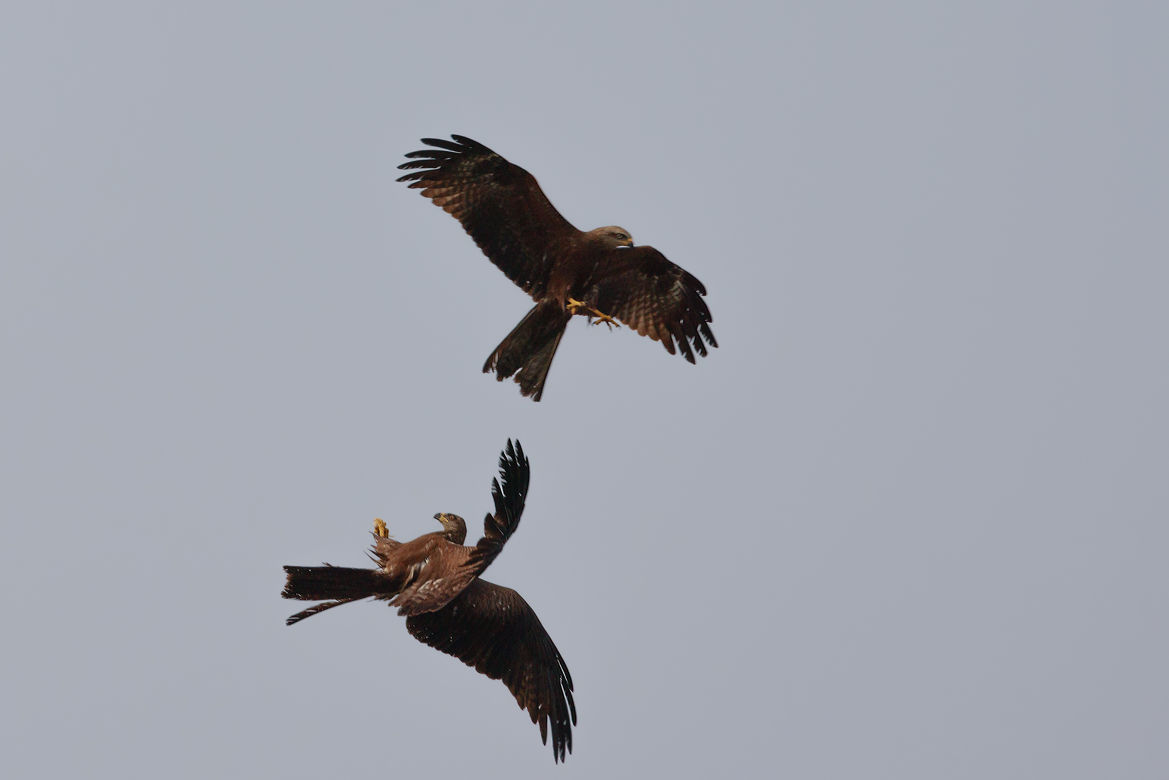 Discussion between black kites