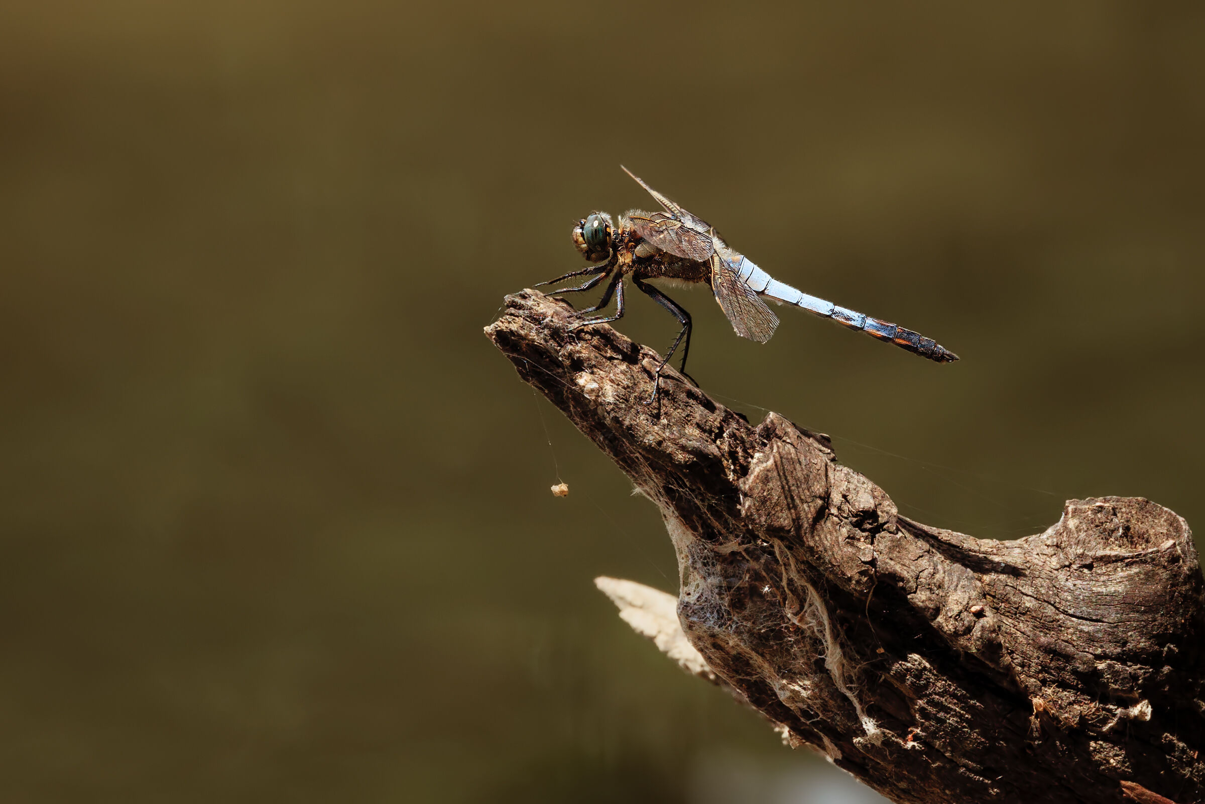Dragonfly