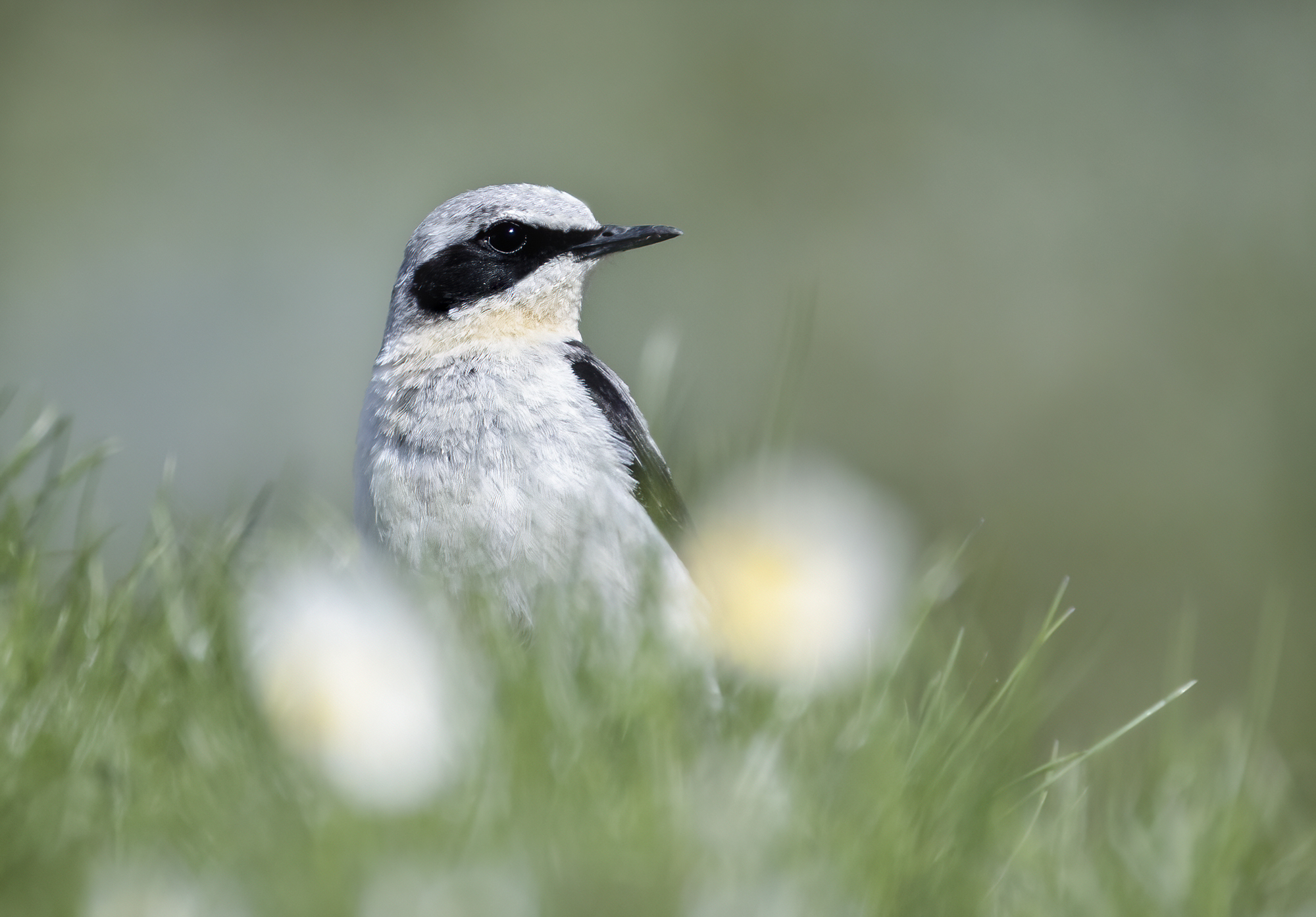 culbianco tra i fiori