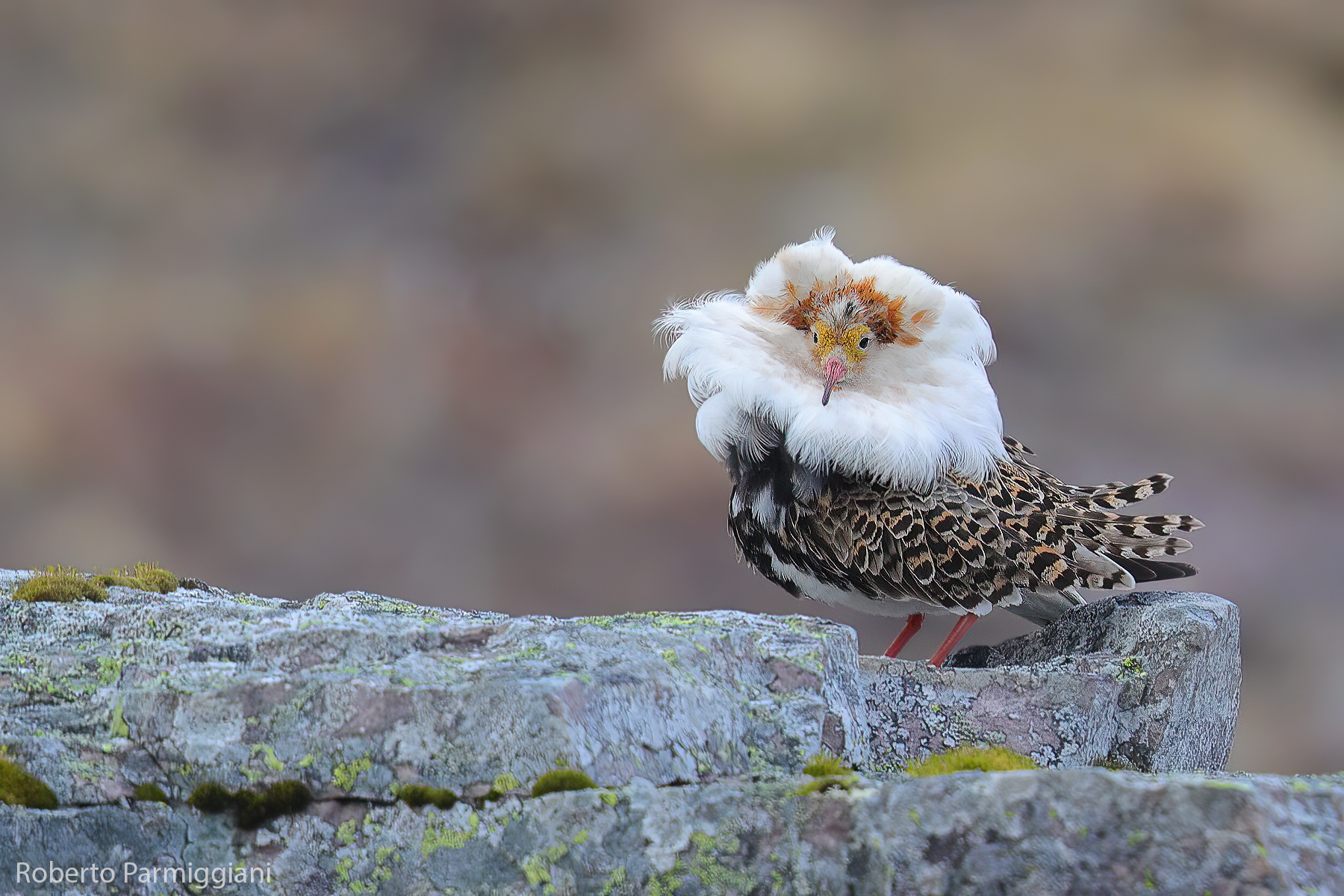 Esibizione di bellezza
