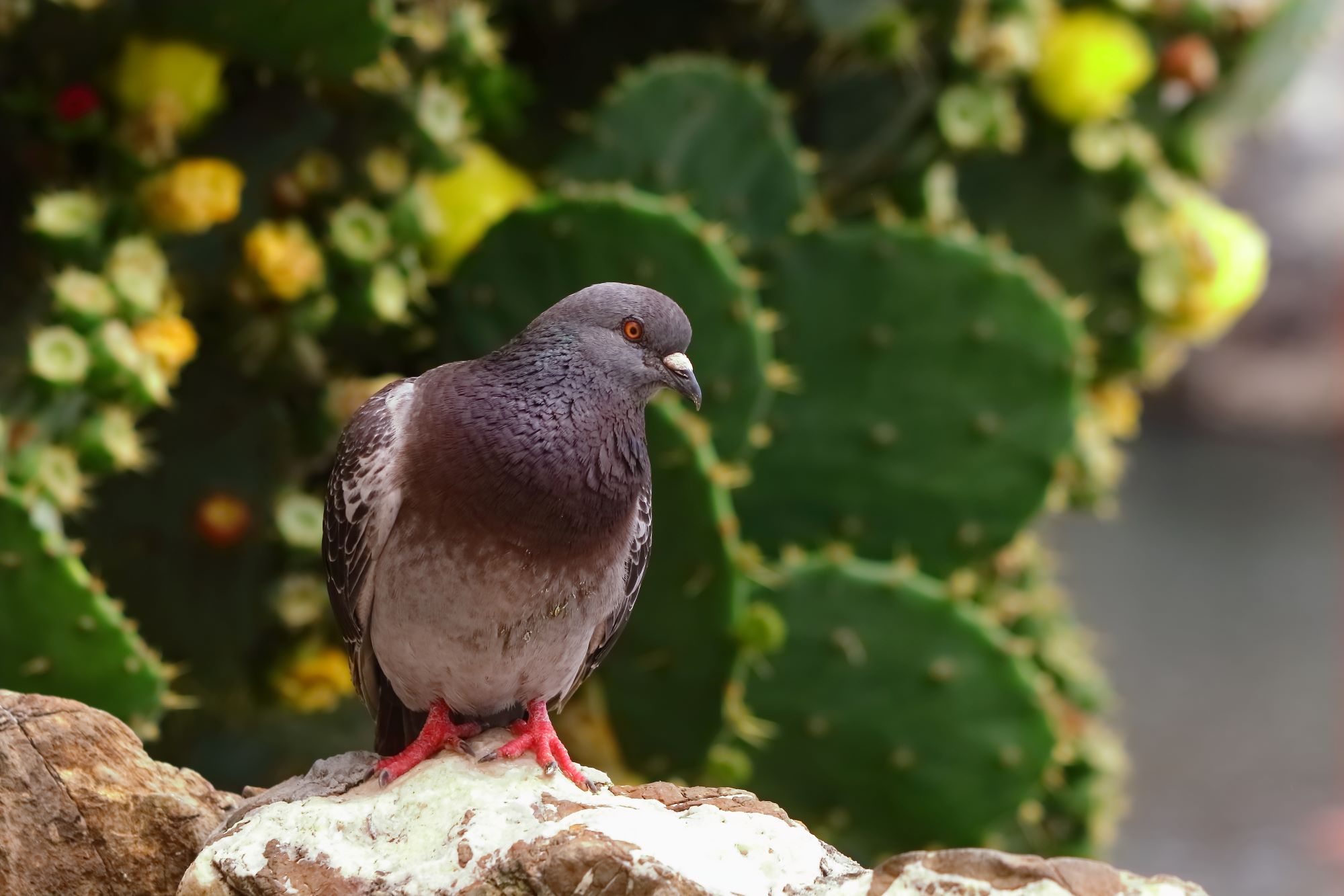 Il piccione