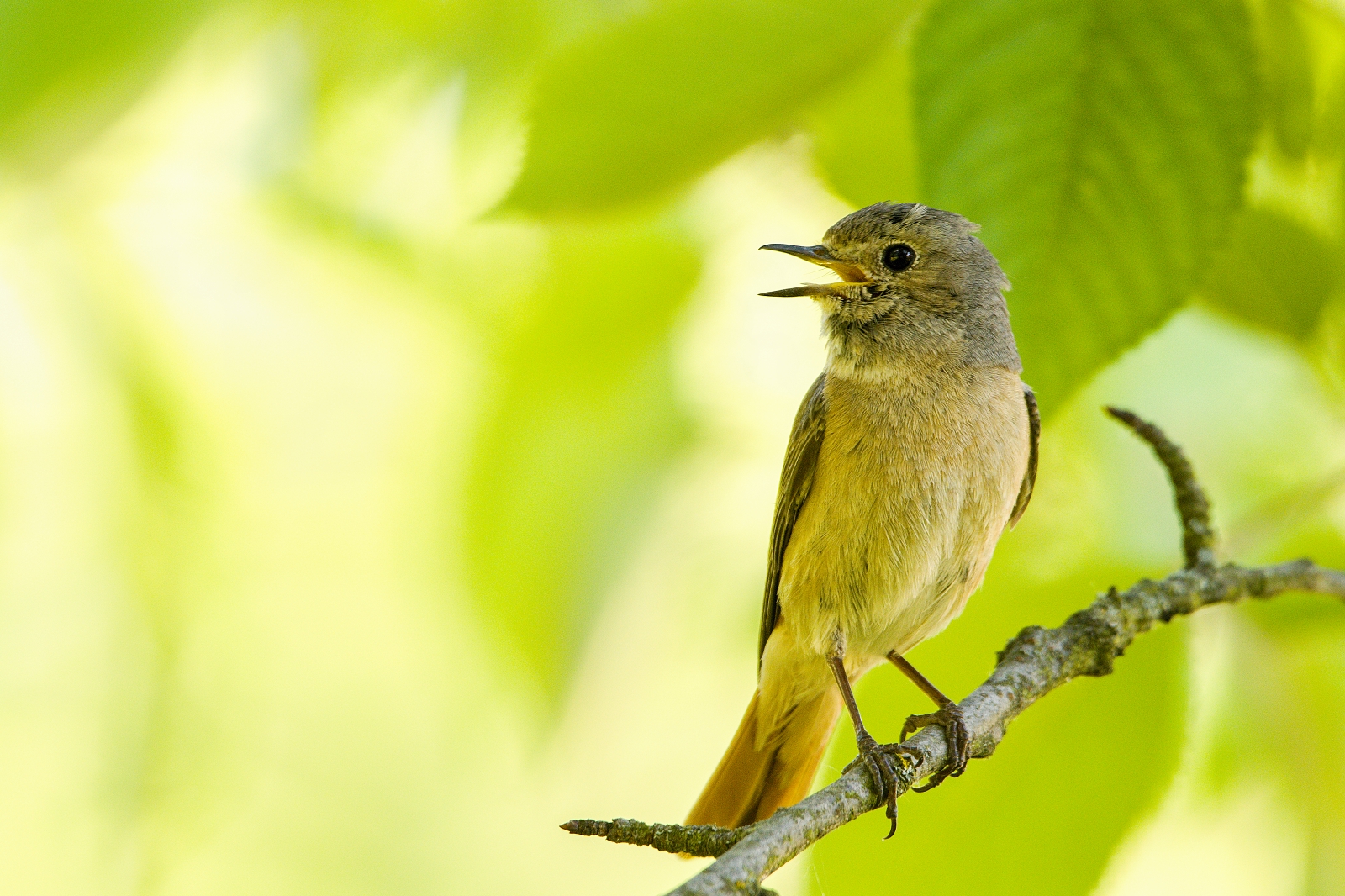 Giovane Phoenicurus phoenicurus