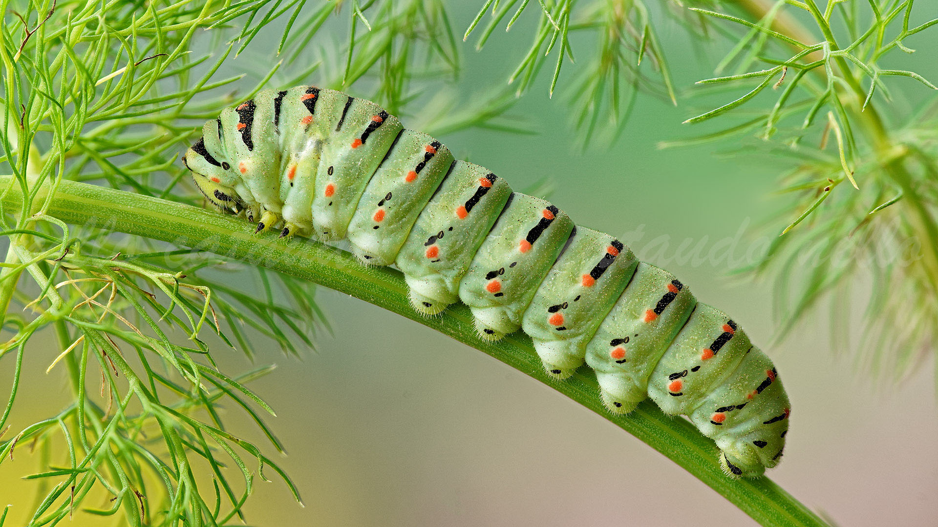 Macaone caterpillar