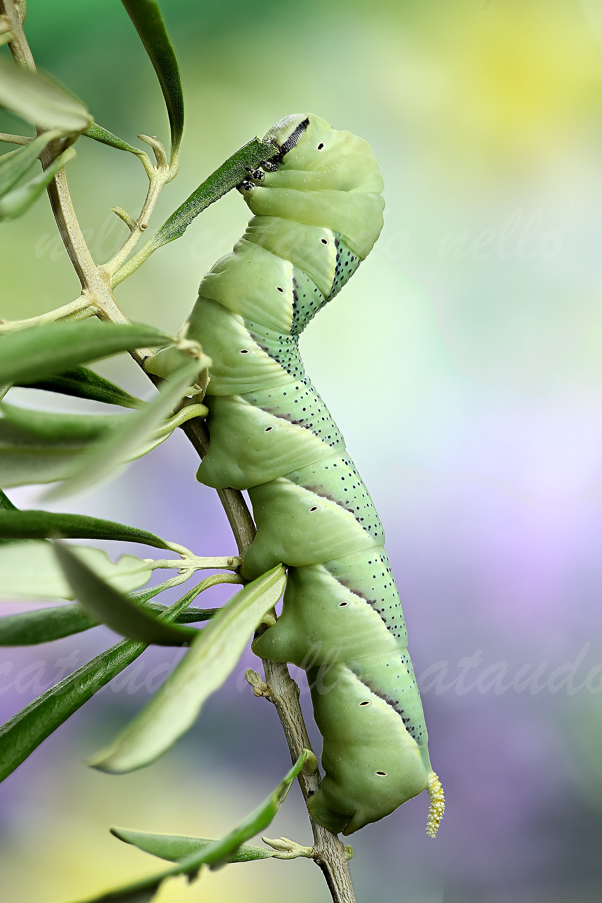 Sphinx caterpillar dead head